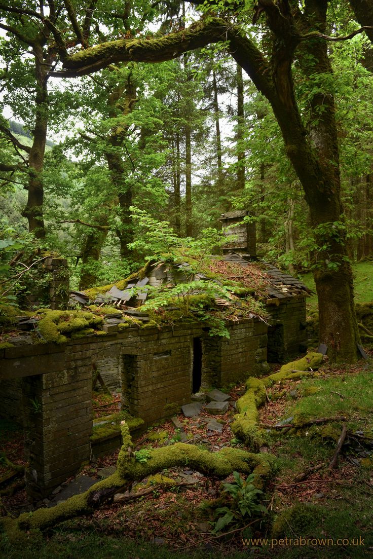 Заброшенные Лесные домики