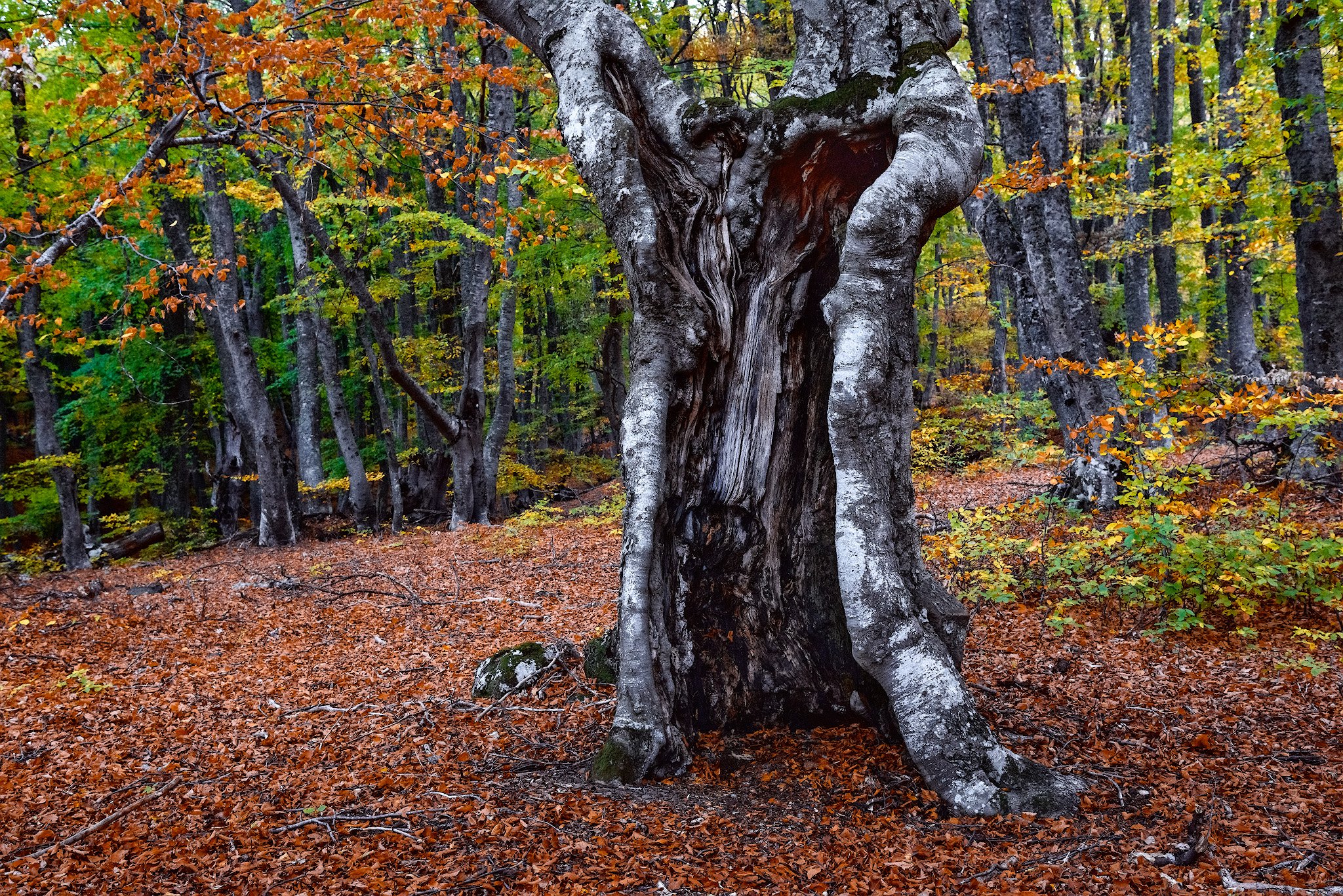 Буковый лес в Крыму