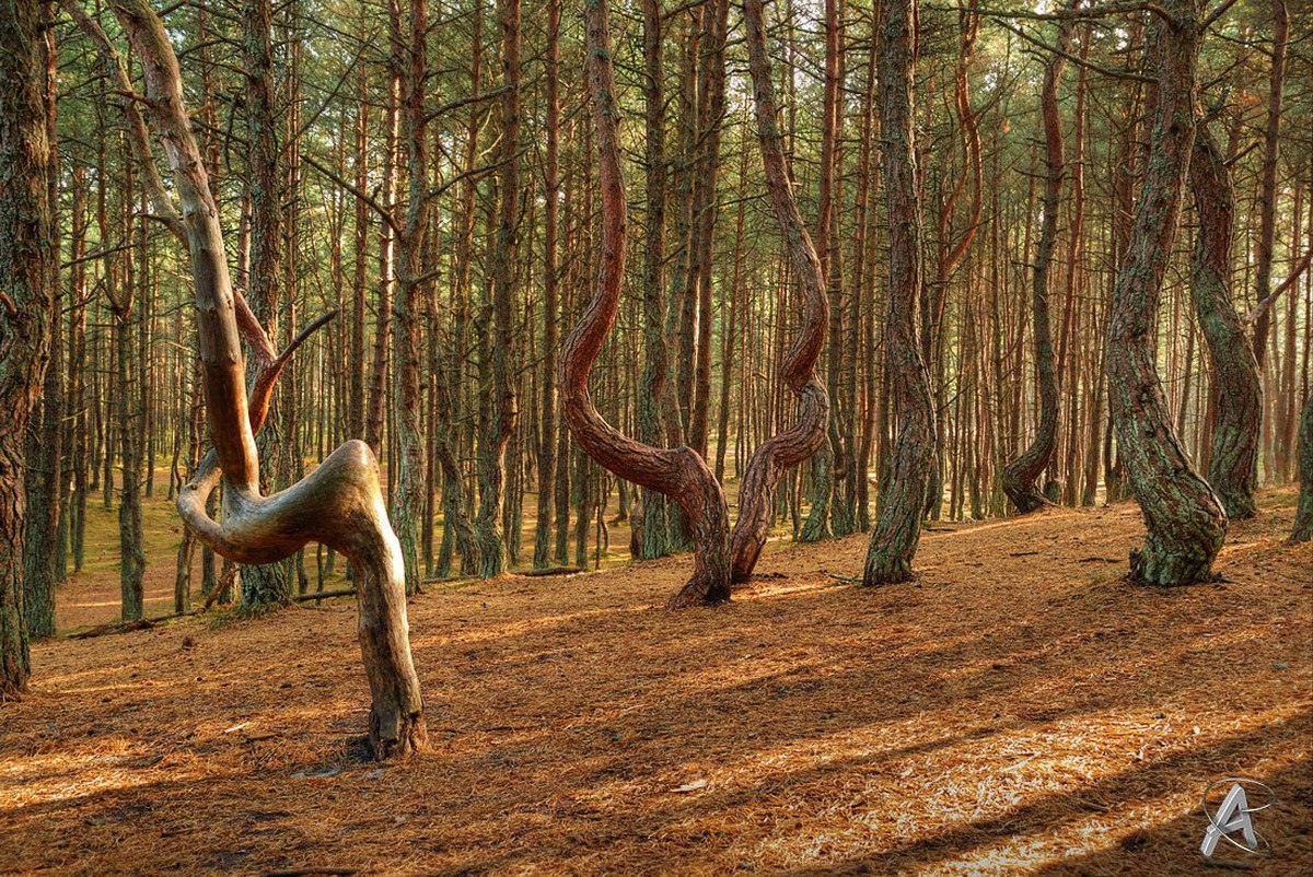 Танцующий лес в Калининграде на Куршской косе