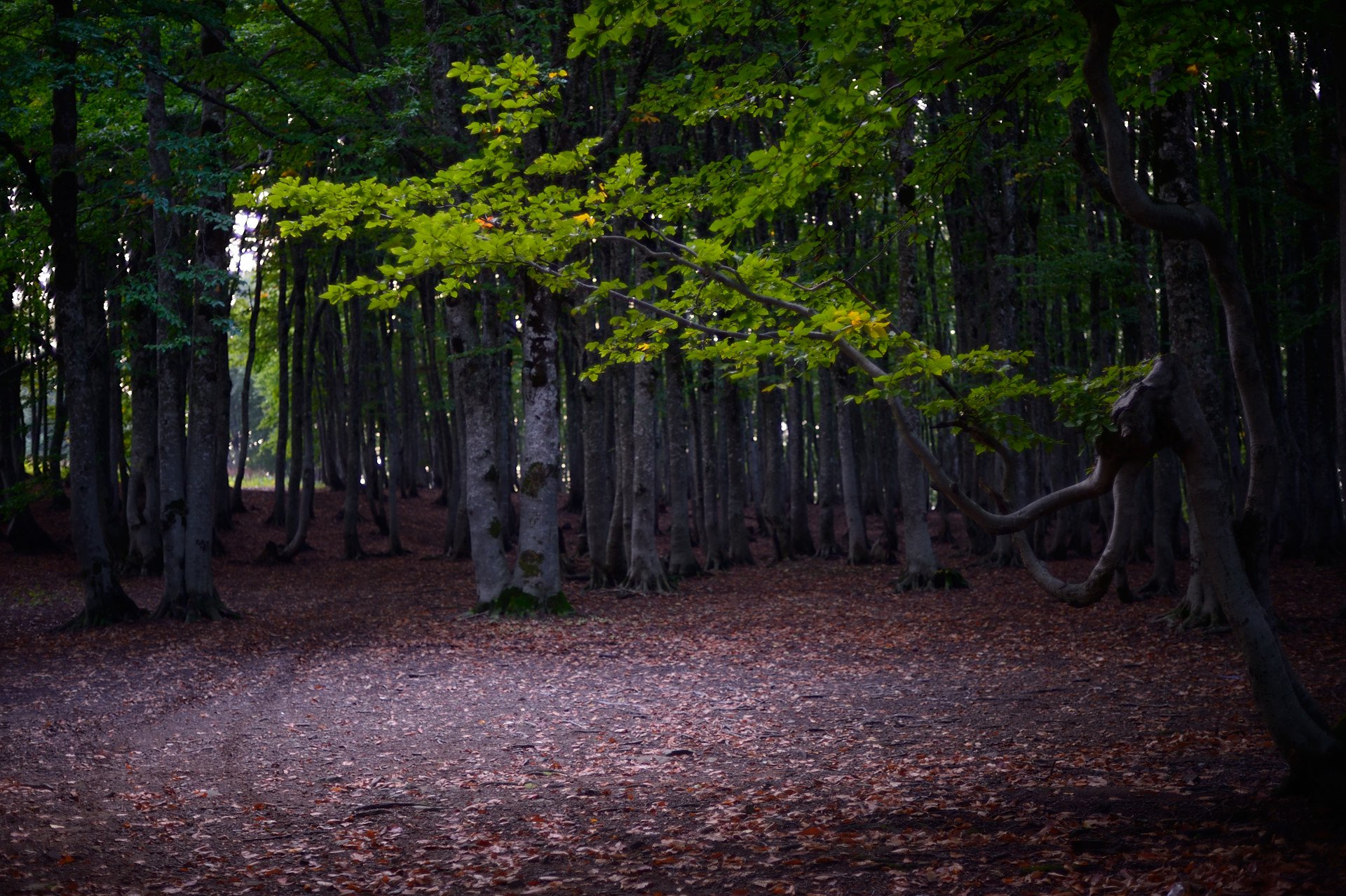 Фотообои буковый лес