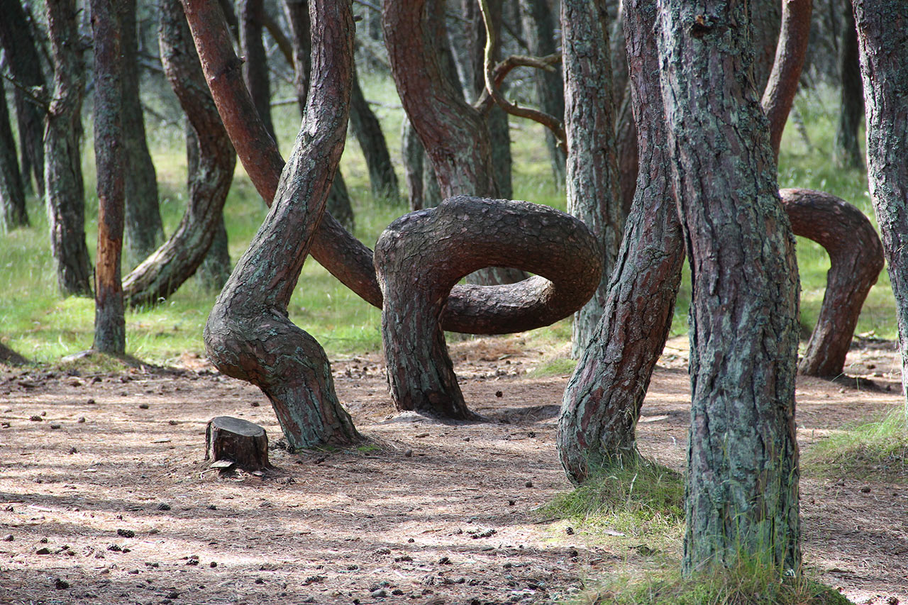 Танцующий лес на куршской косе фото деревьев