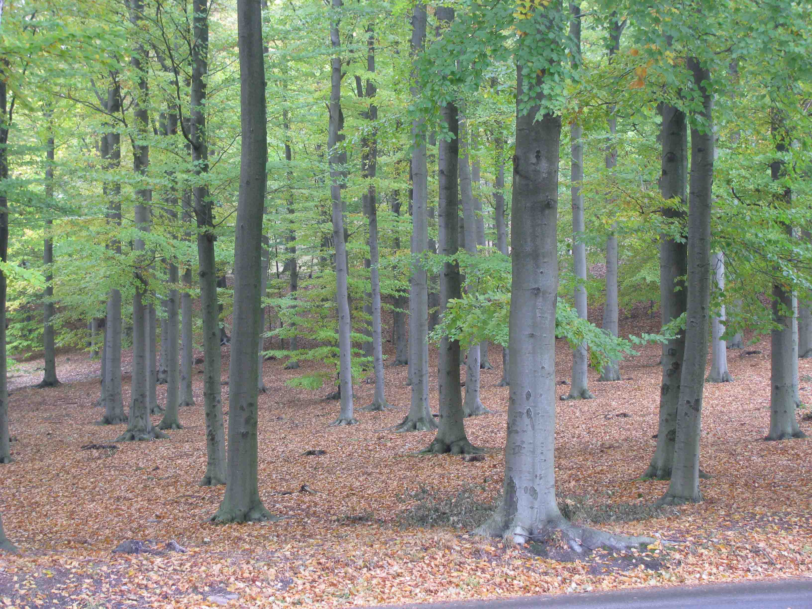 Район буковых лесов Швеции