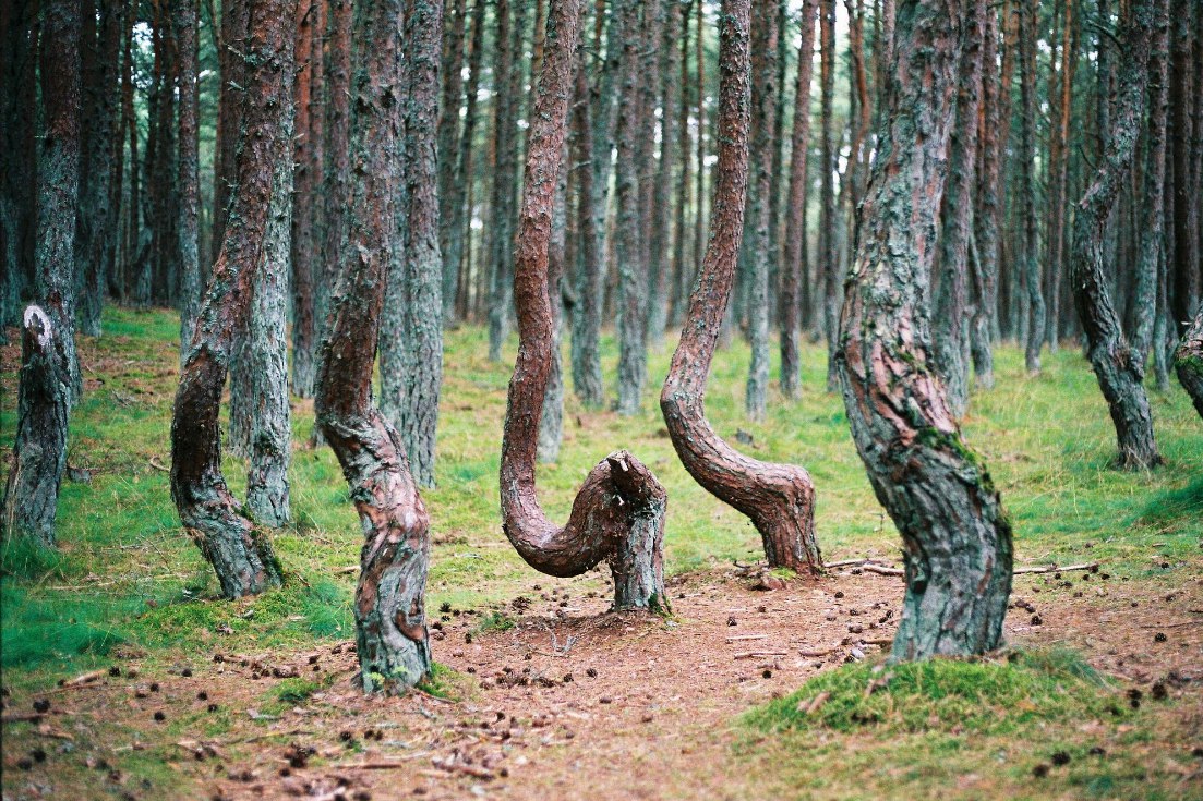 Пьяный лес Куршская коса