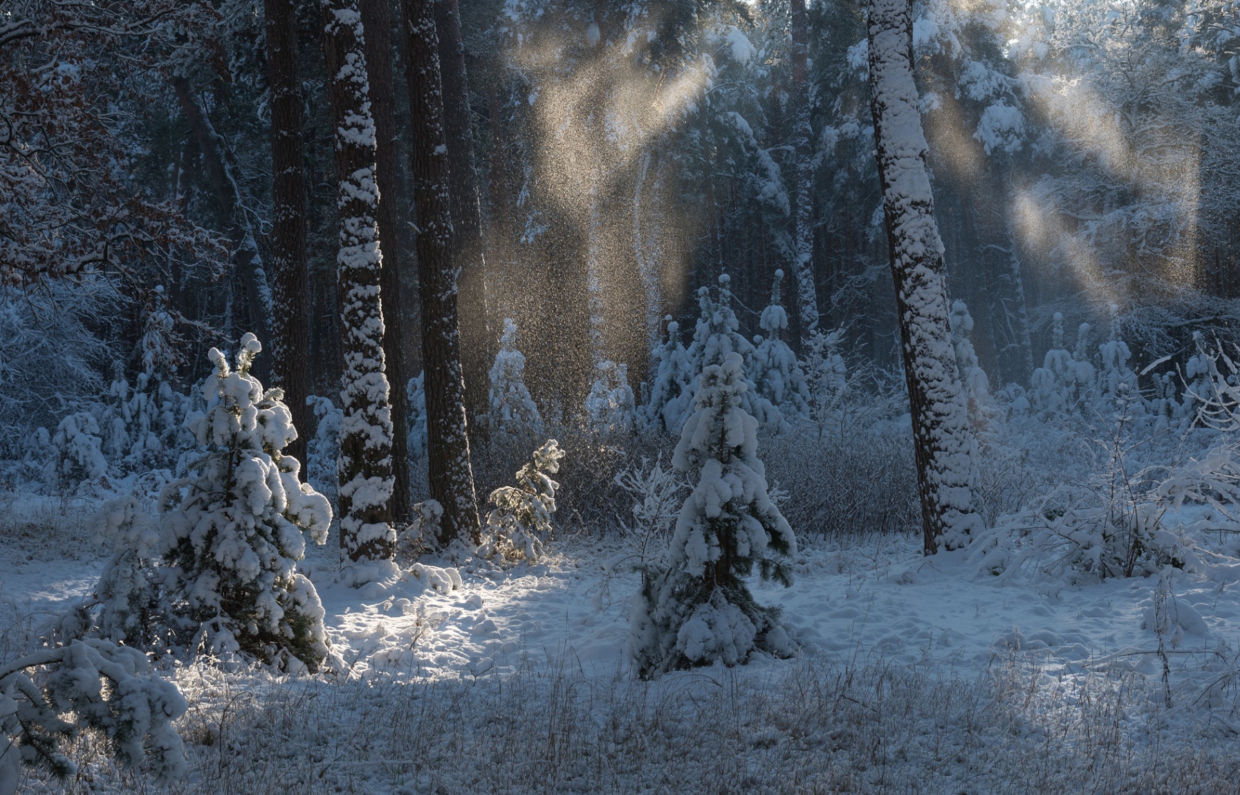 Дремучий зимний лес