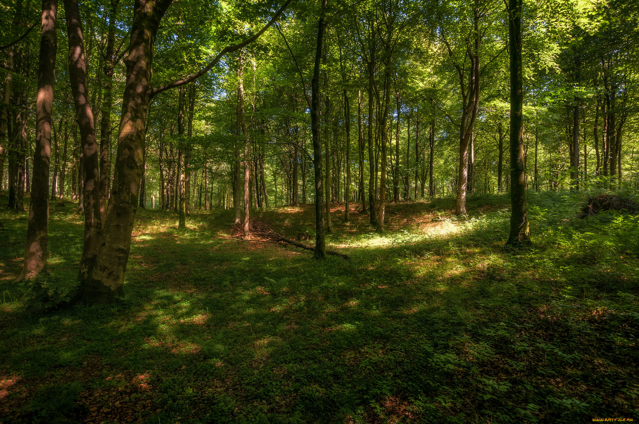 Фото леса летом