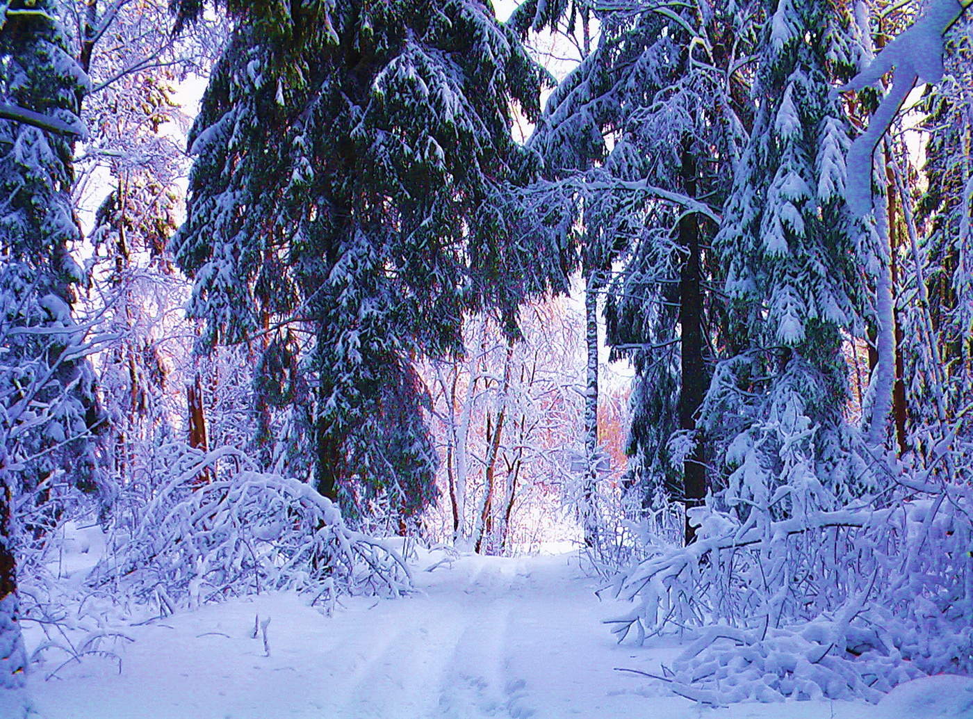 Сказочный лес зимой
