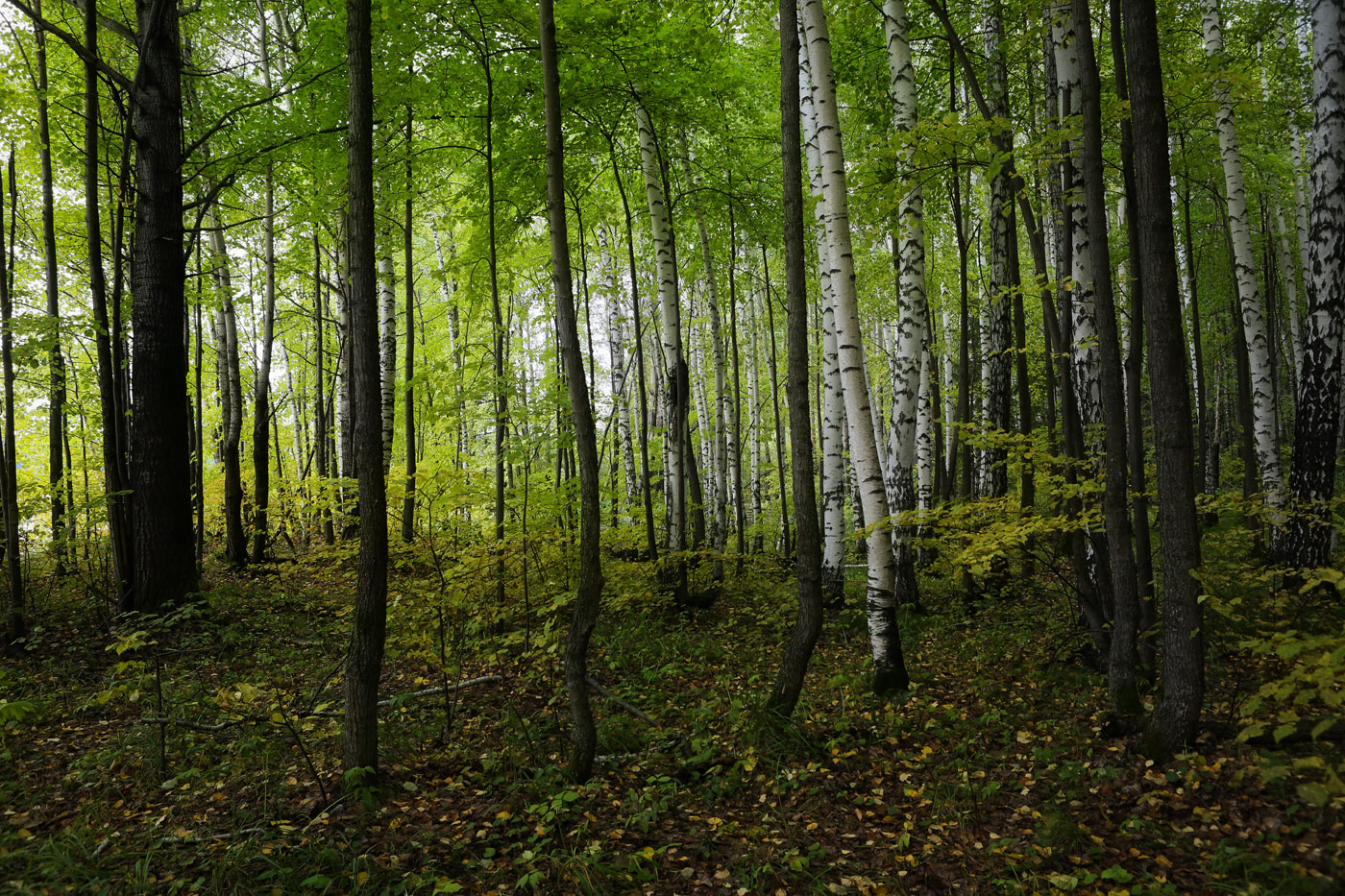 Мелколиственные леса Белгородской области