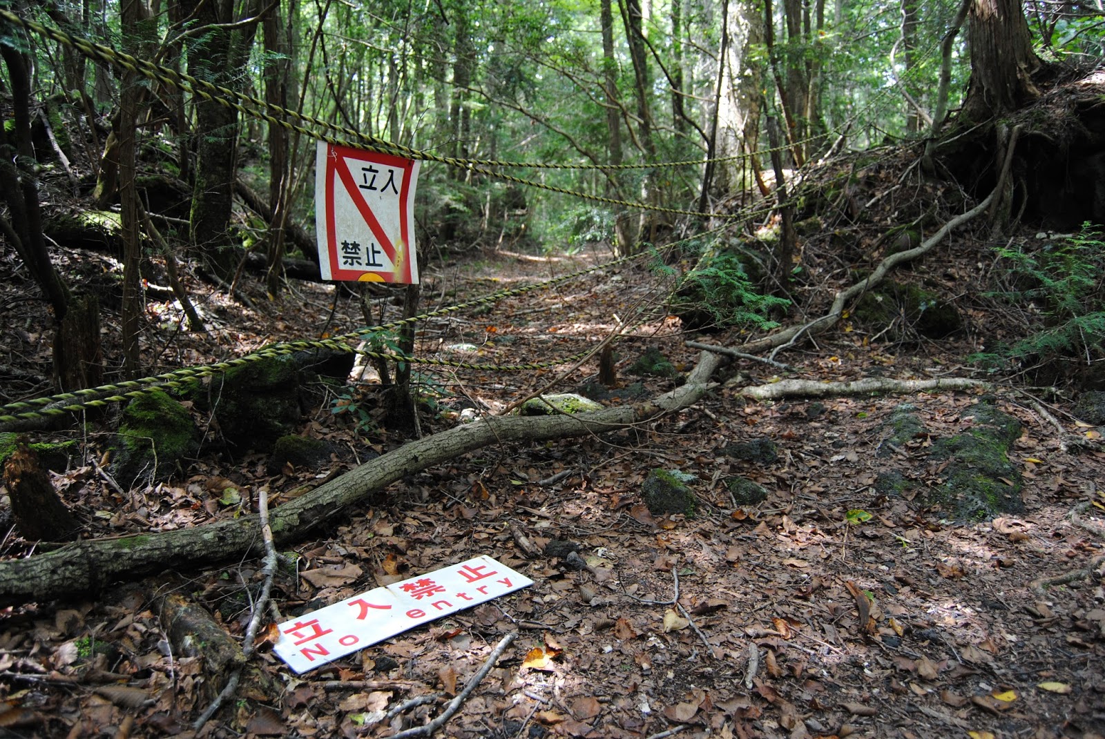 лес в японии убийц
