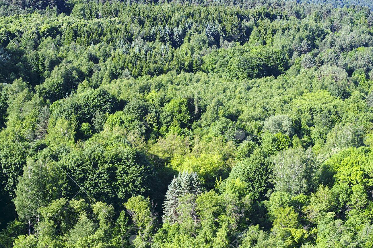Хвойно мелколиственные. Хвойно-мелколиственный лес. Смешанный лес вид сверху. Мелколиственные леса России. Мелколиственный лес, еловый лес, смешанный.