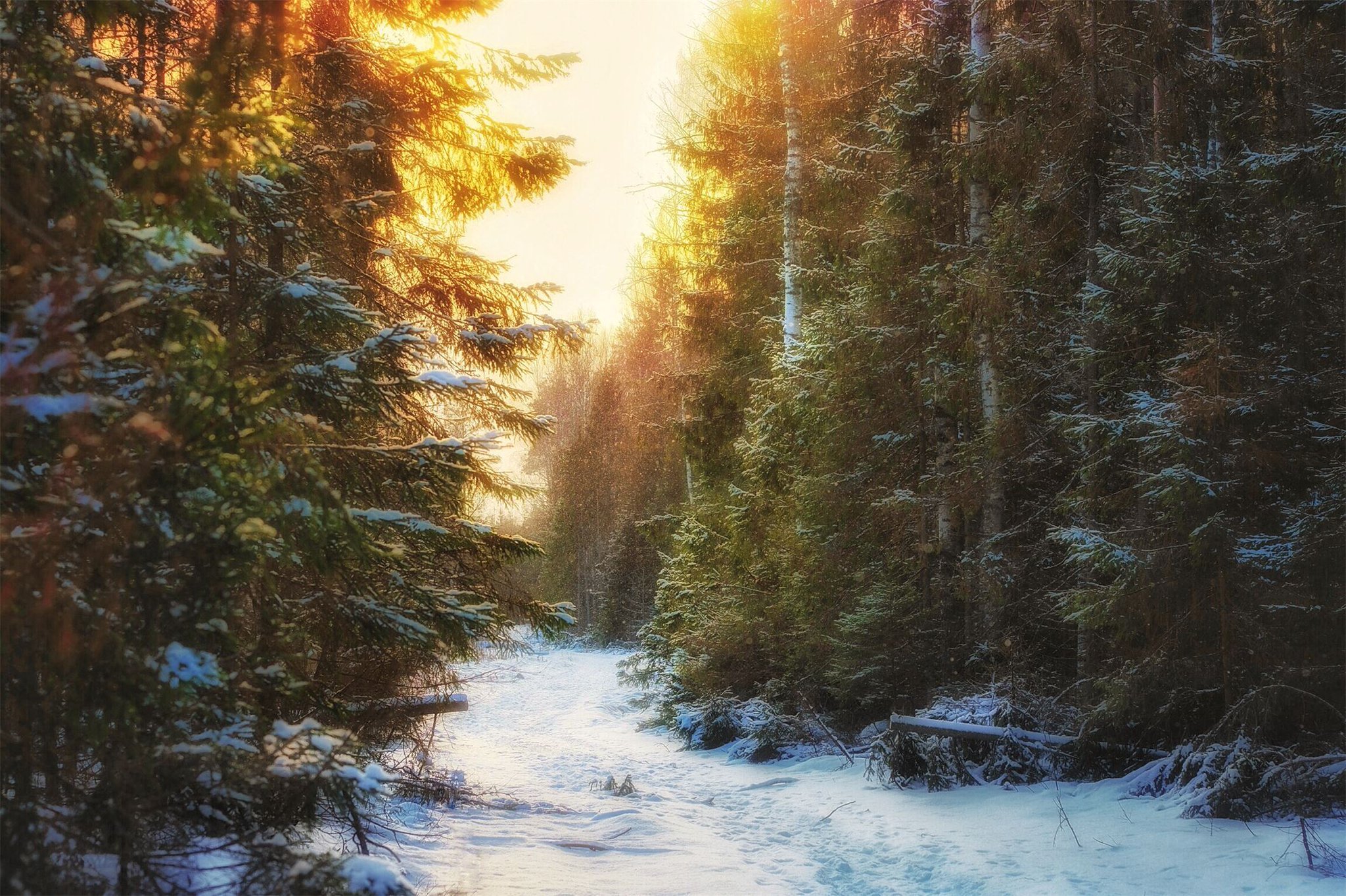 Зимнее утро в лесу