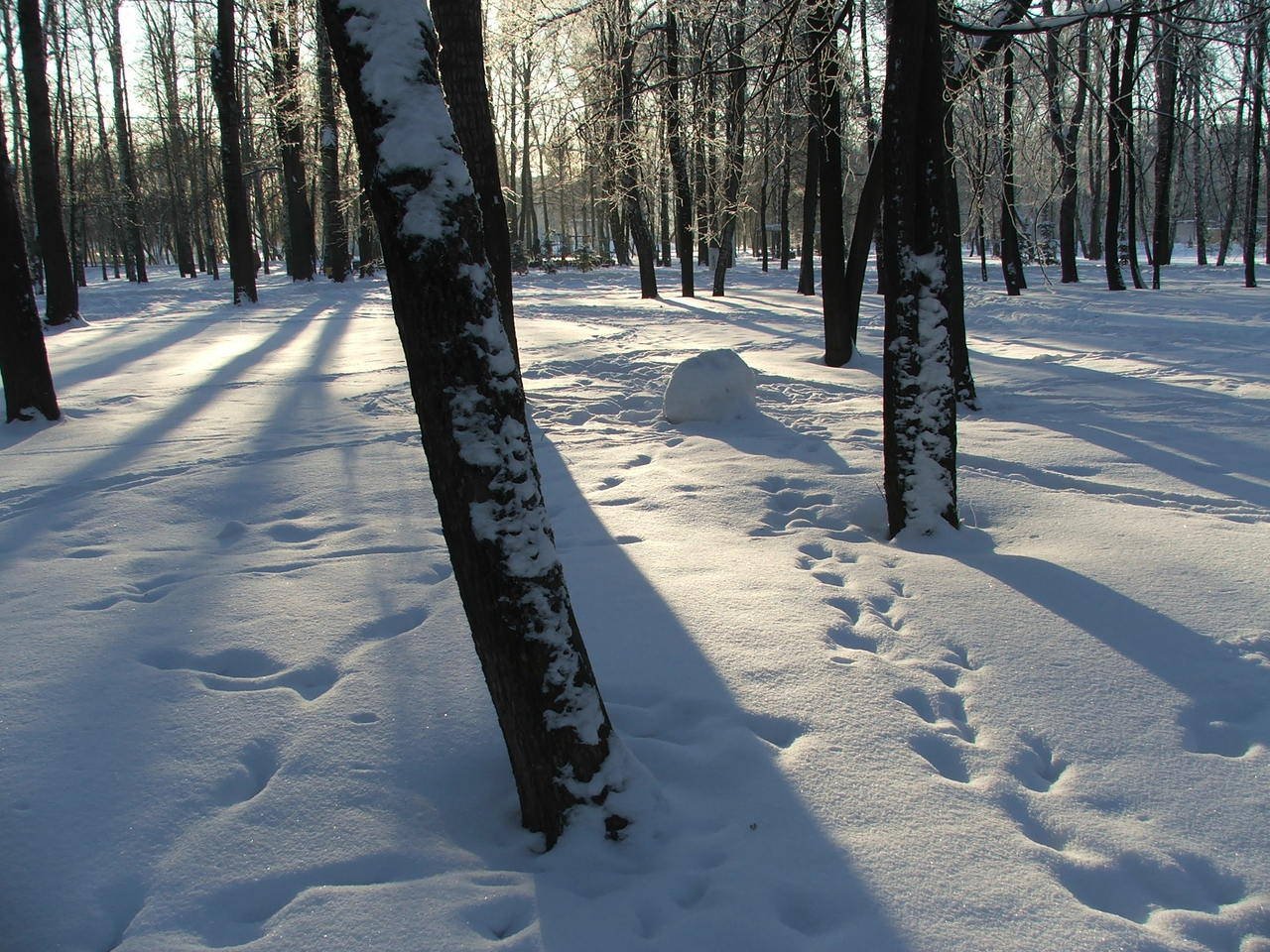 Следы в лесу зимой