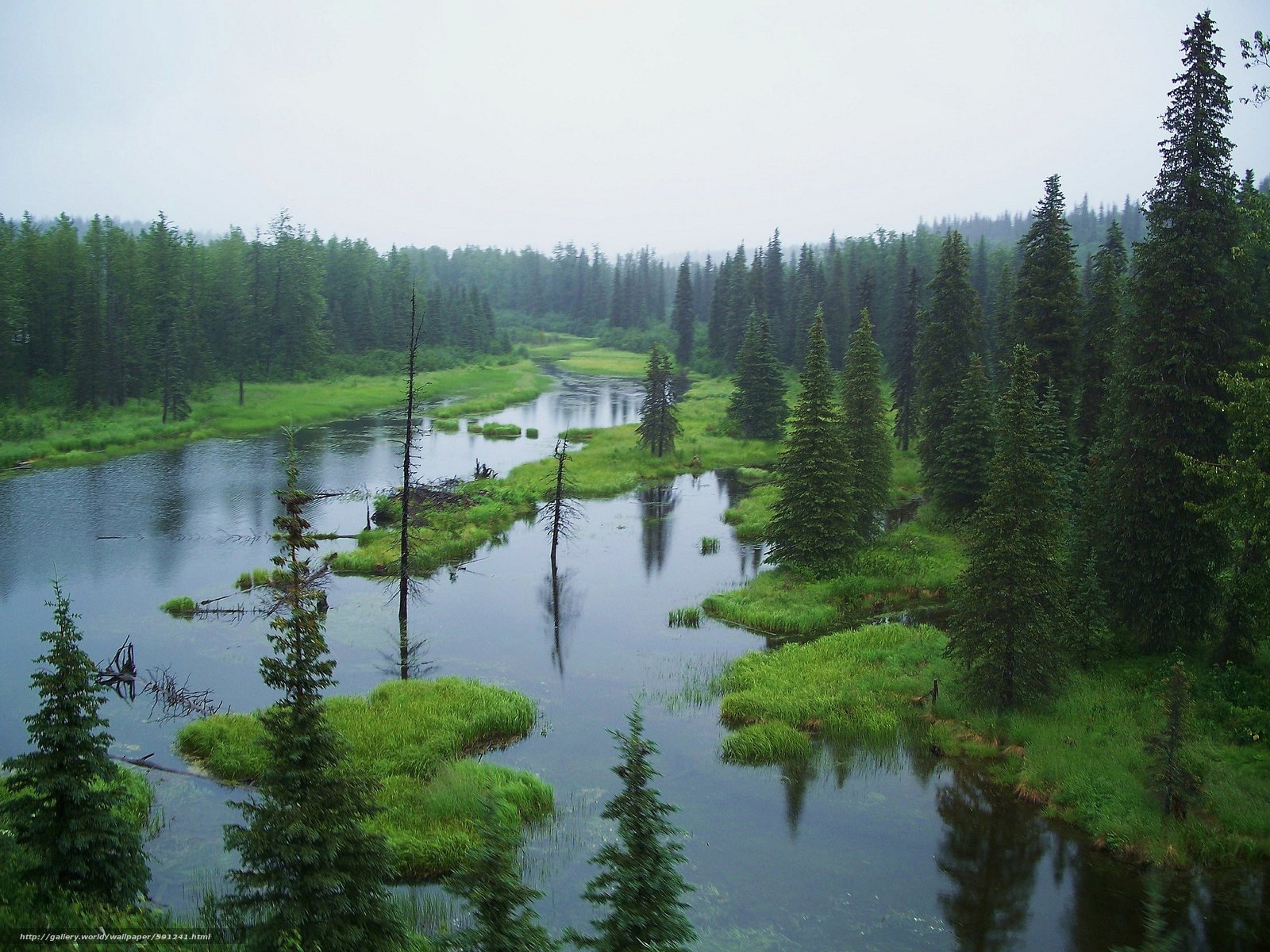 Аляска река лес