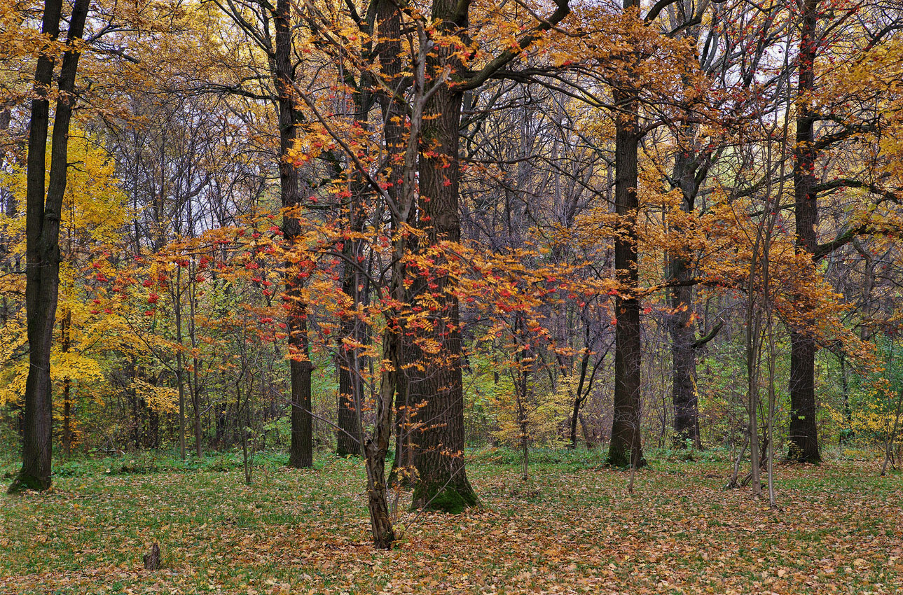 Осенний лес октябрь деревья