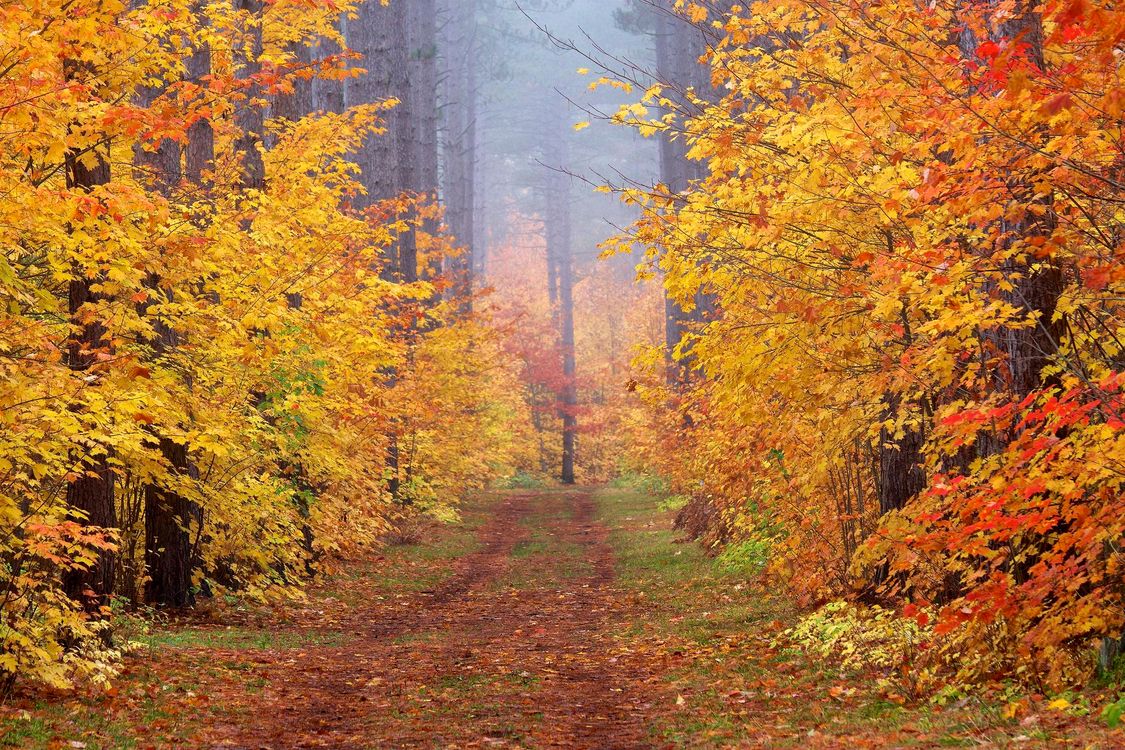 Осенний лес издали