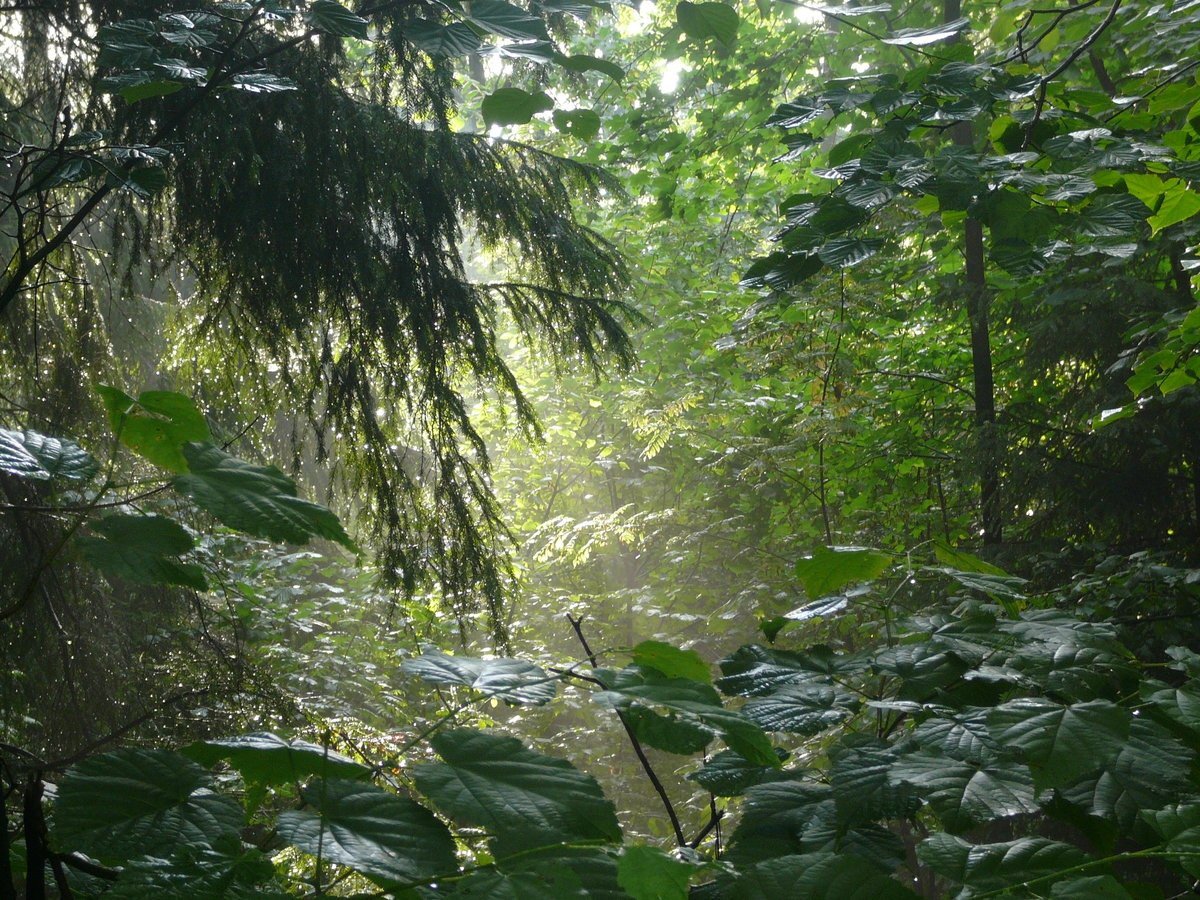 Дождь в лесу описание. Ливневый тропический дождь. Ливневый лес Шри Ланка. Дождь в лесу. Лес после дождя.