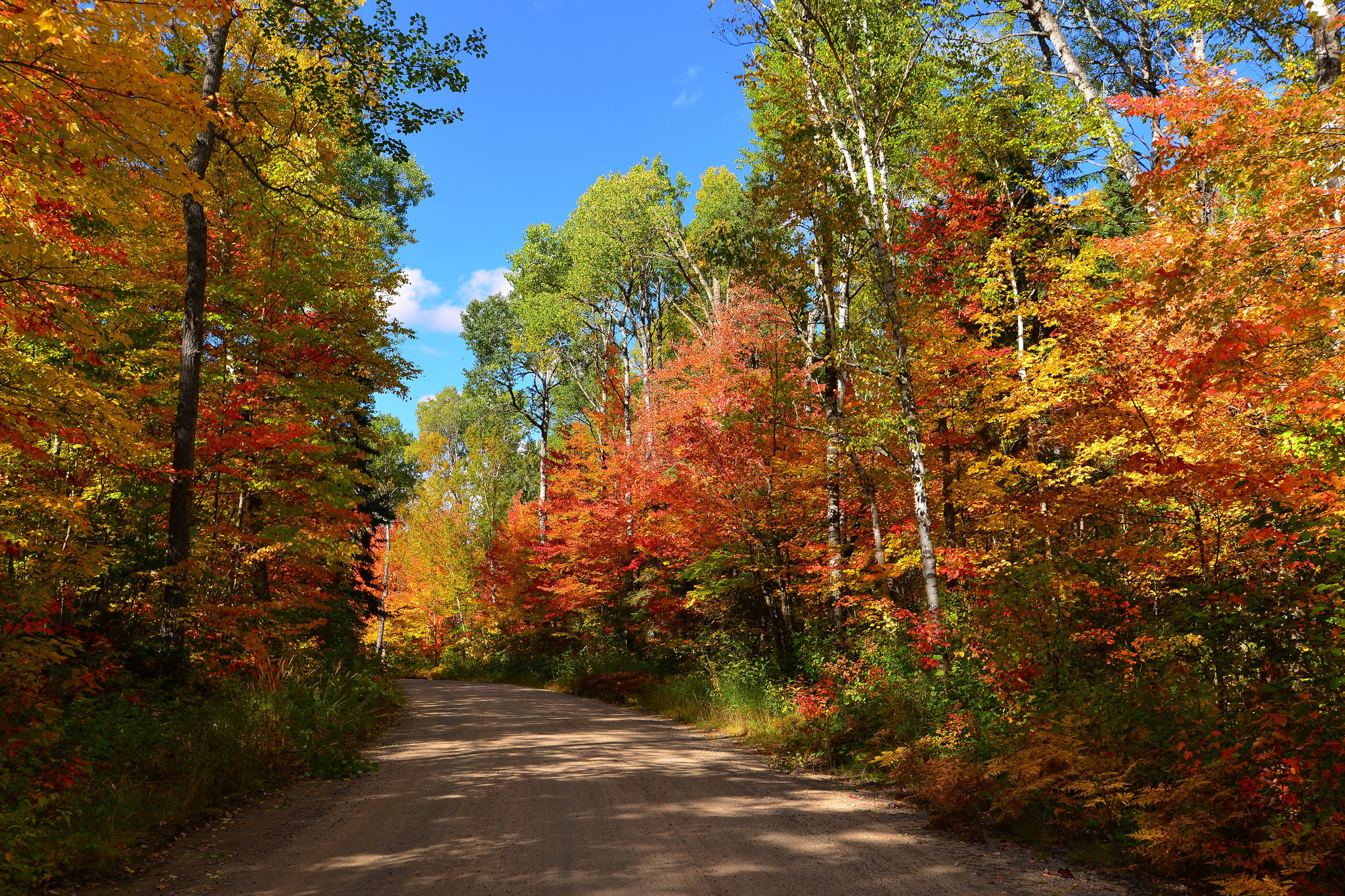 Осенний лес очень красивые. Осенний лес. Природа осень. Осень в лесу. Осенняя Поляна.