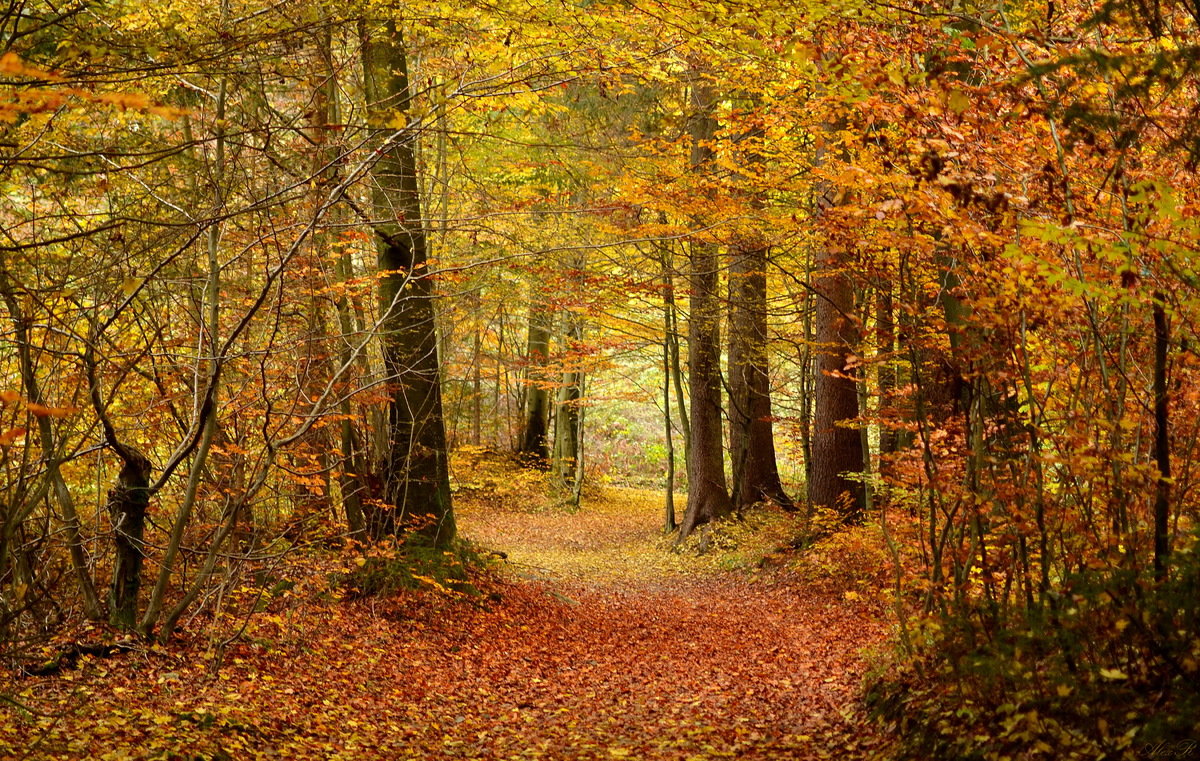 Осенний лес пейзаж