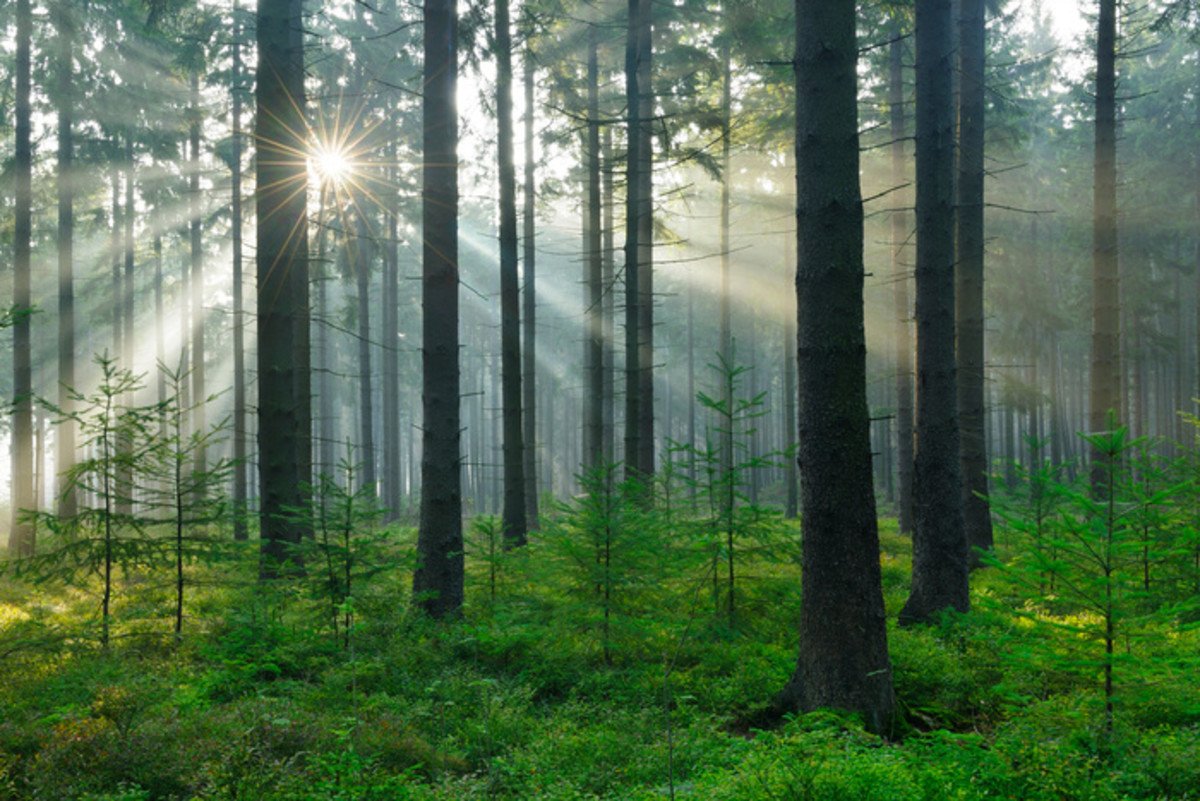 Таежные леса Швеции