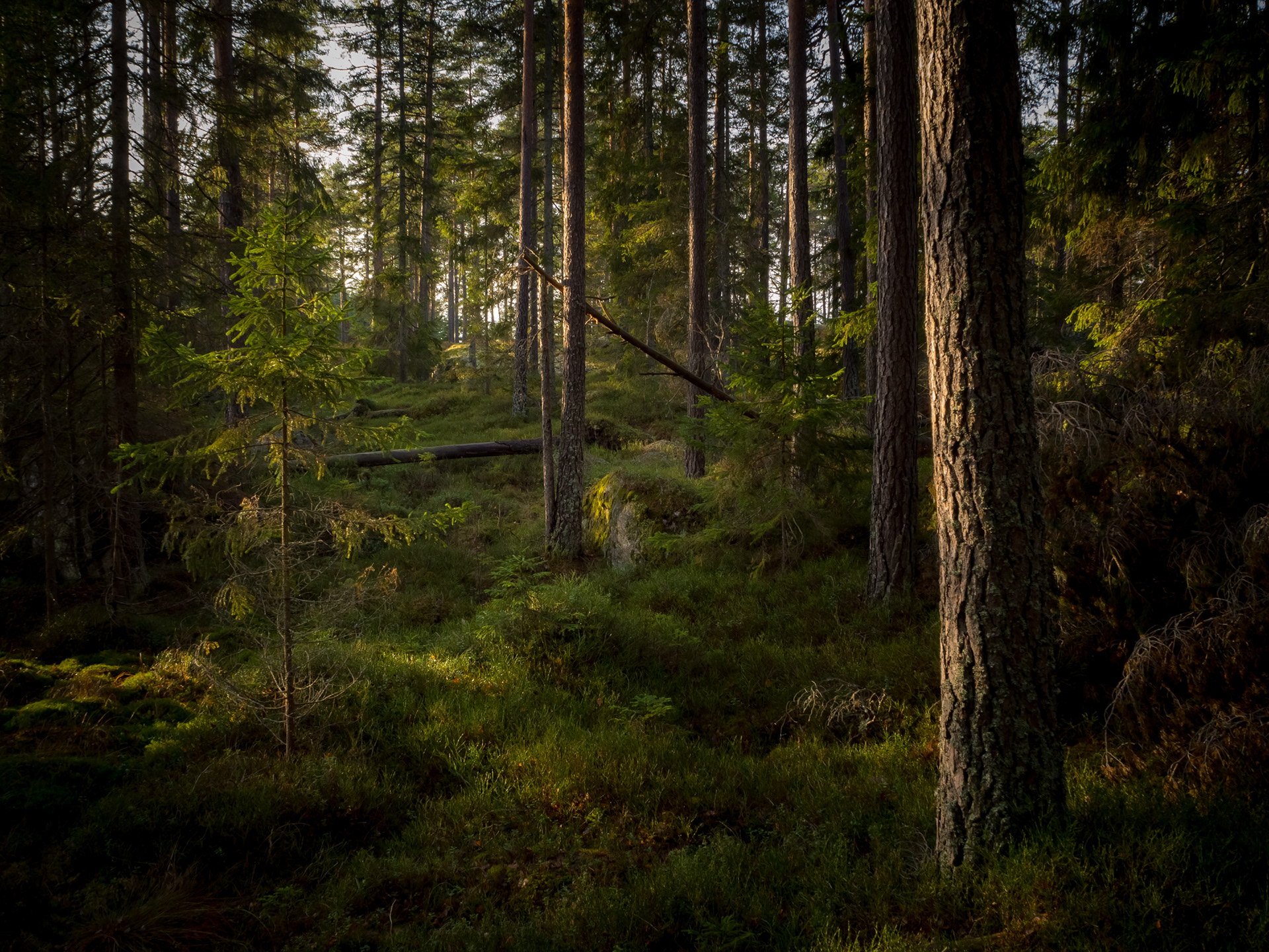 Северная Швеция леса