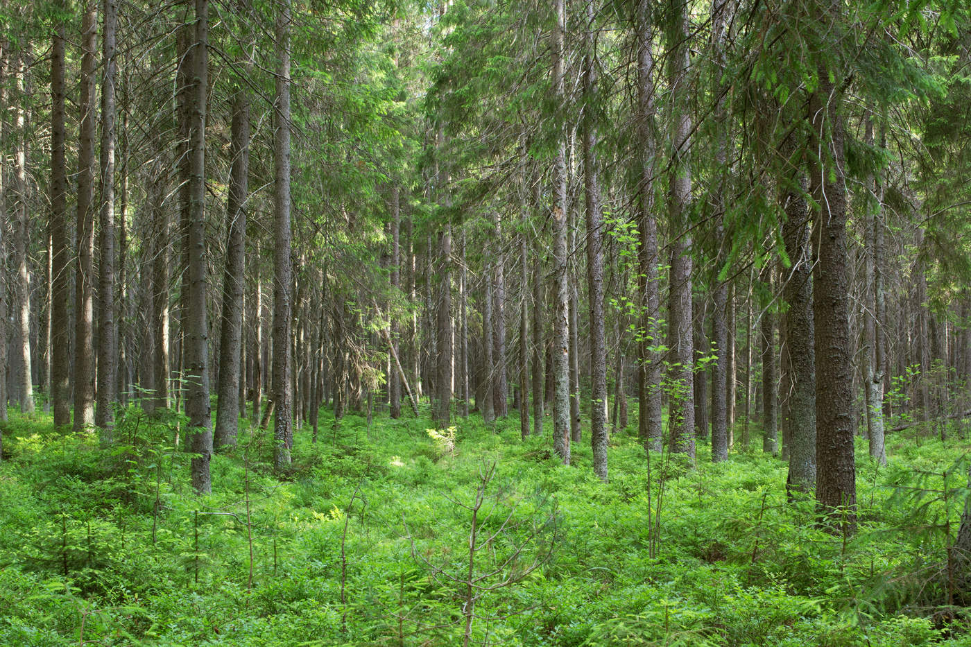 Июльский лес