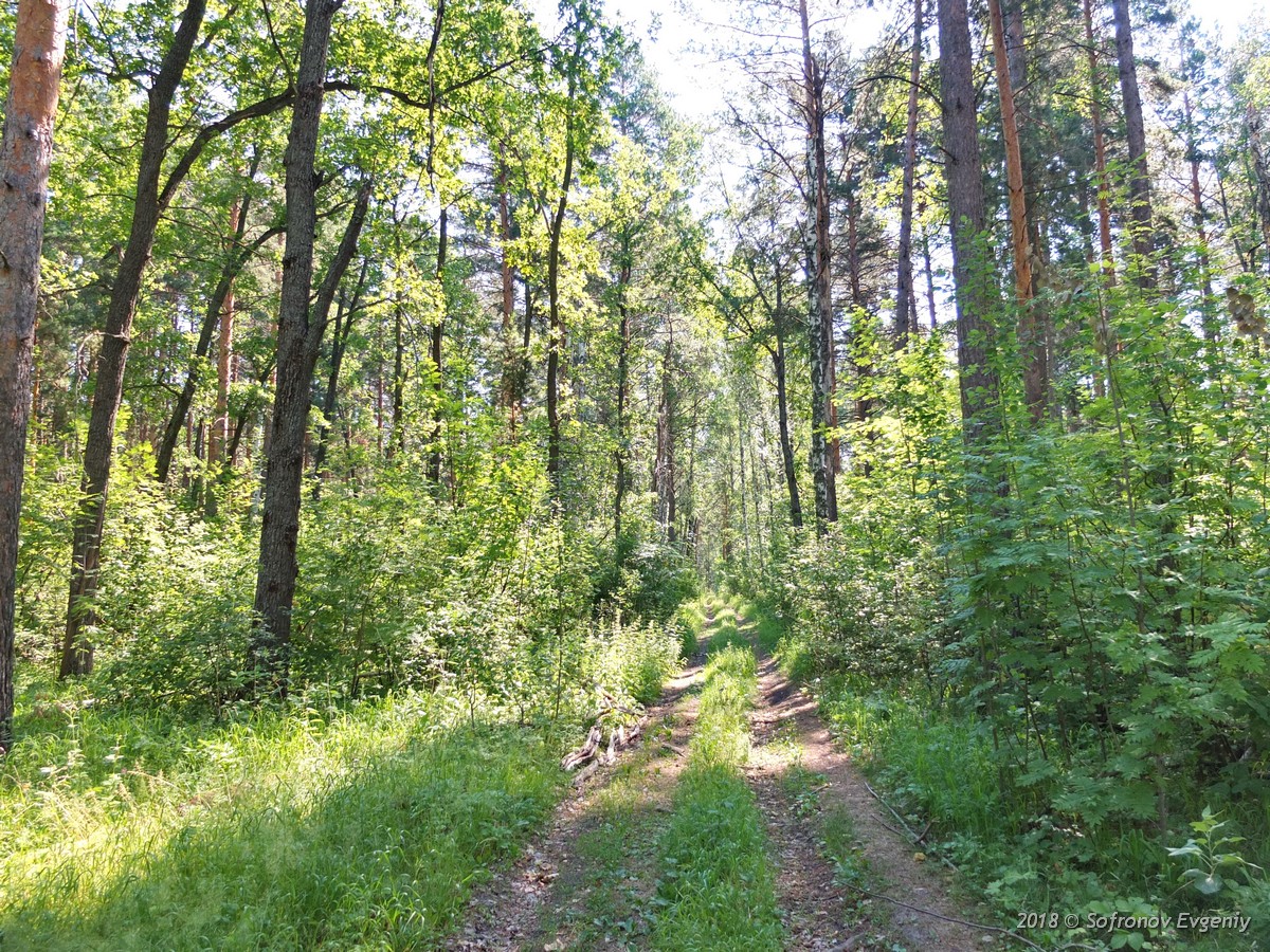 Ульяновская область смешанный лес