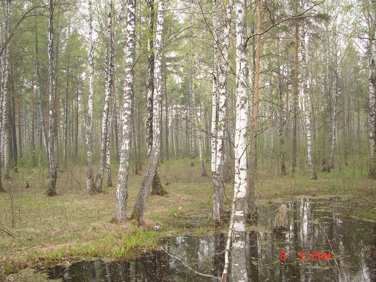 Лобовский лес Ульяновская область