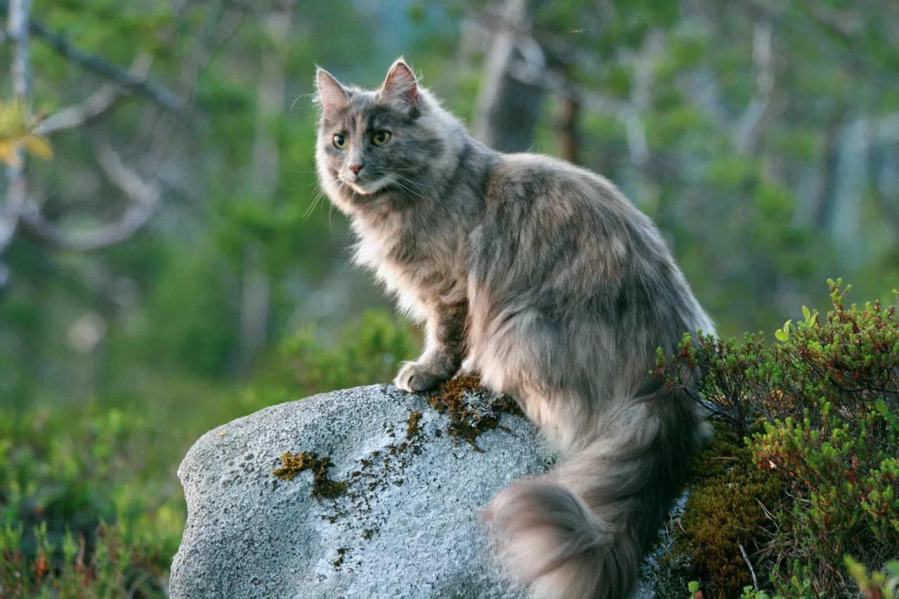Фото серая норвежская лесная кошка фото