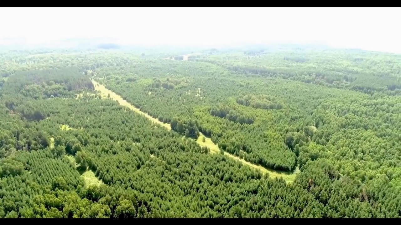 Тагайский лес