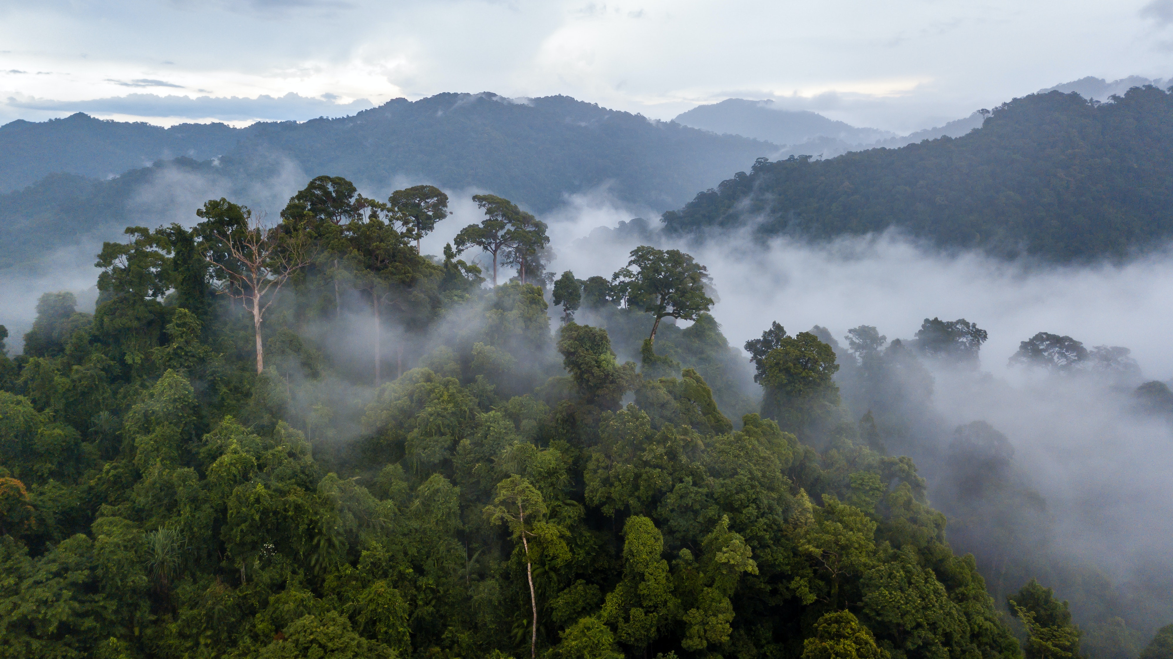 Влажность южной америки. Коста Рика джунгли. Коста-Рика: дождевой лес. Тропические леса Юго Запада Колумбии. Тропические дождевые леса Индии.
