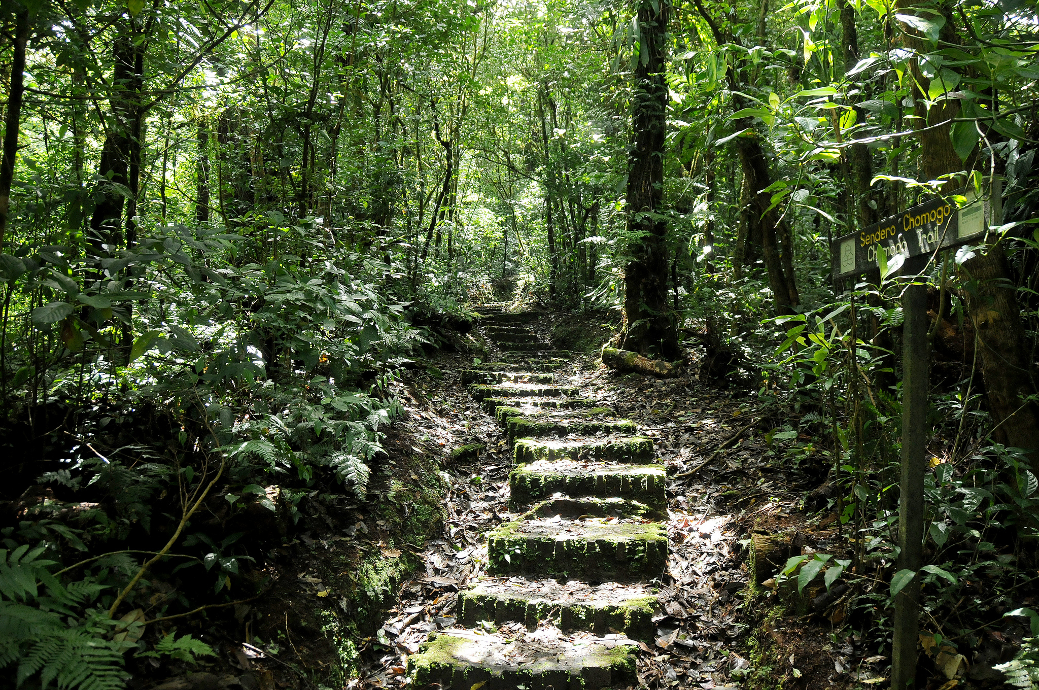 Лиственные леса Монтеверде (в переводе «зеленая гора»), Коста-Рика