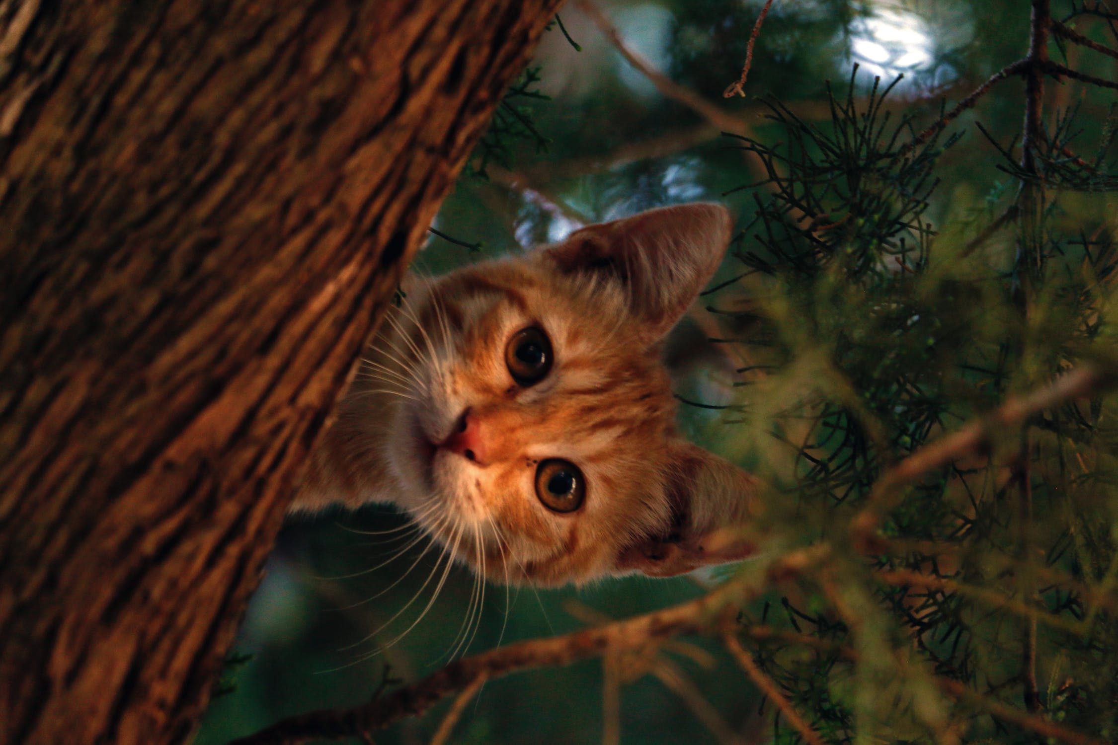 Котик в лесу