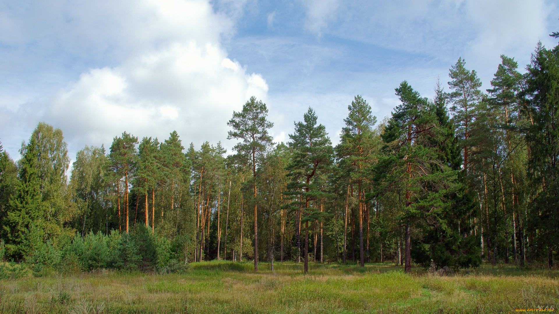 Леса Богородского района Нижегородской области