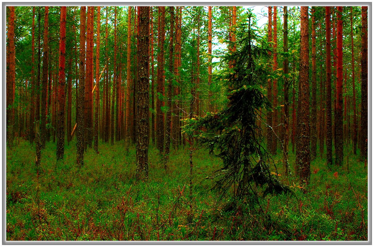 Таежные леса Якутии