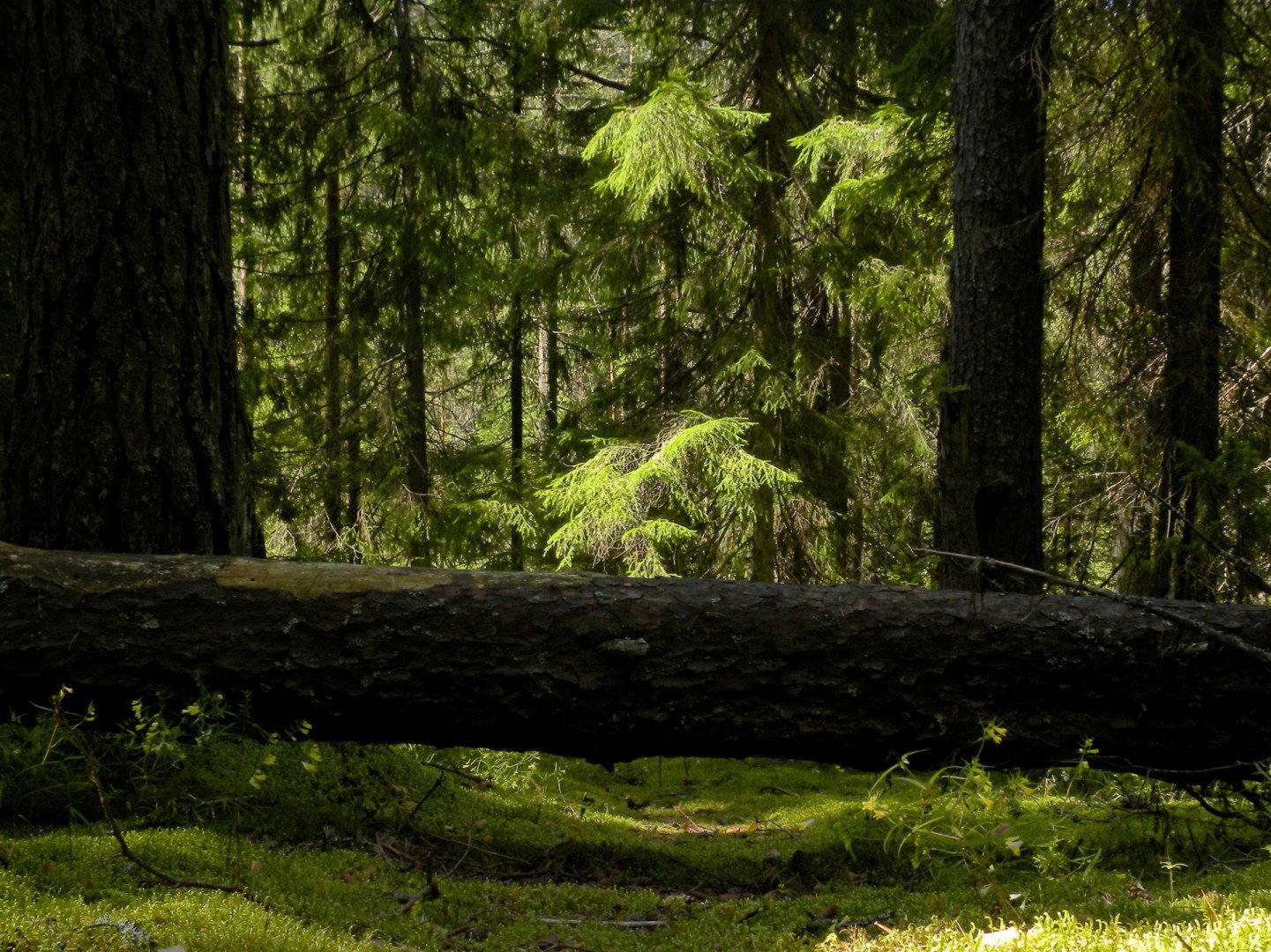 глухой лес фото