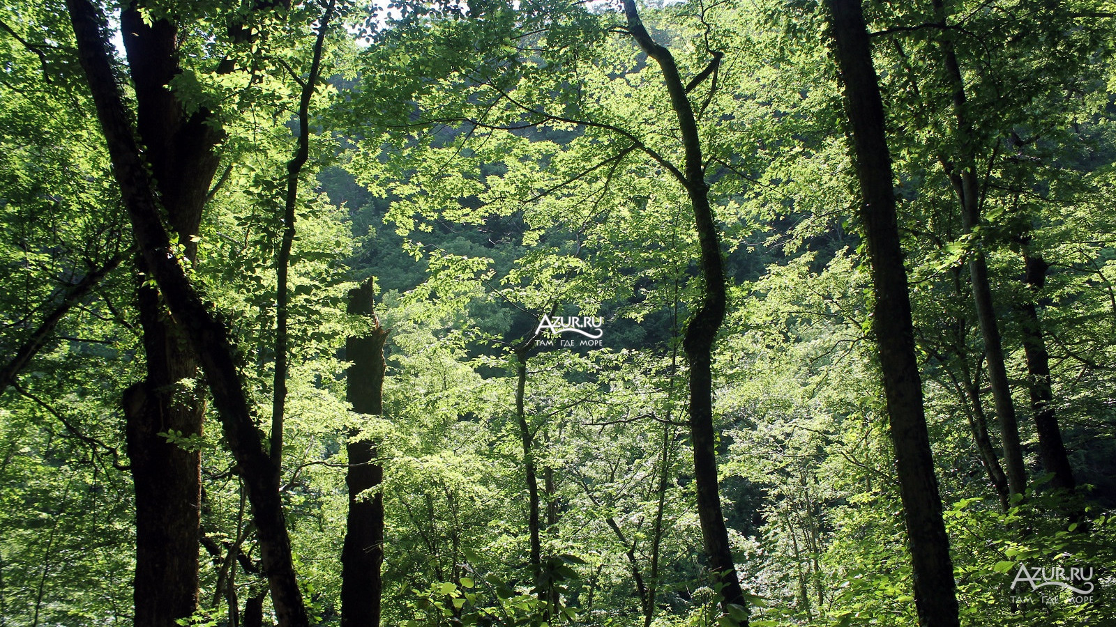 Лес в Геленджике фото