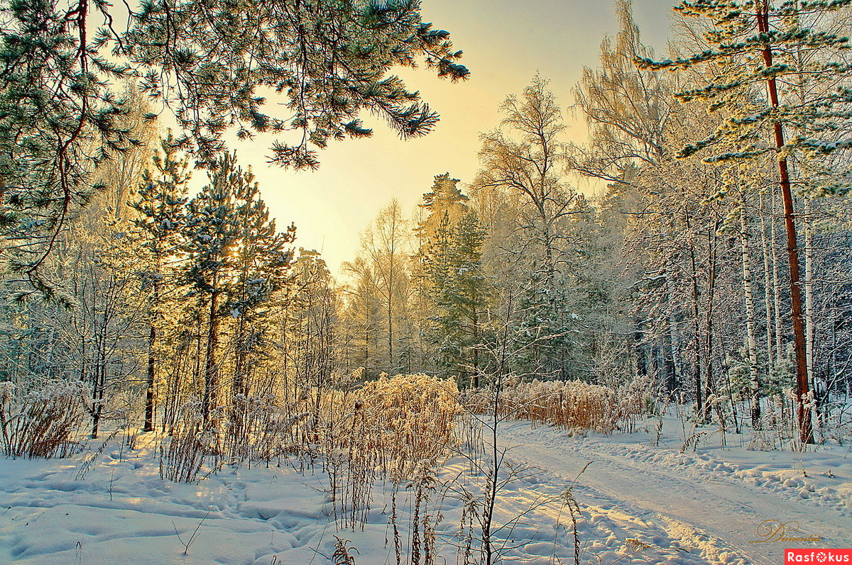 Широколиственные и смешанные леса России зима