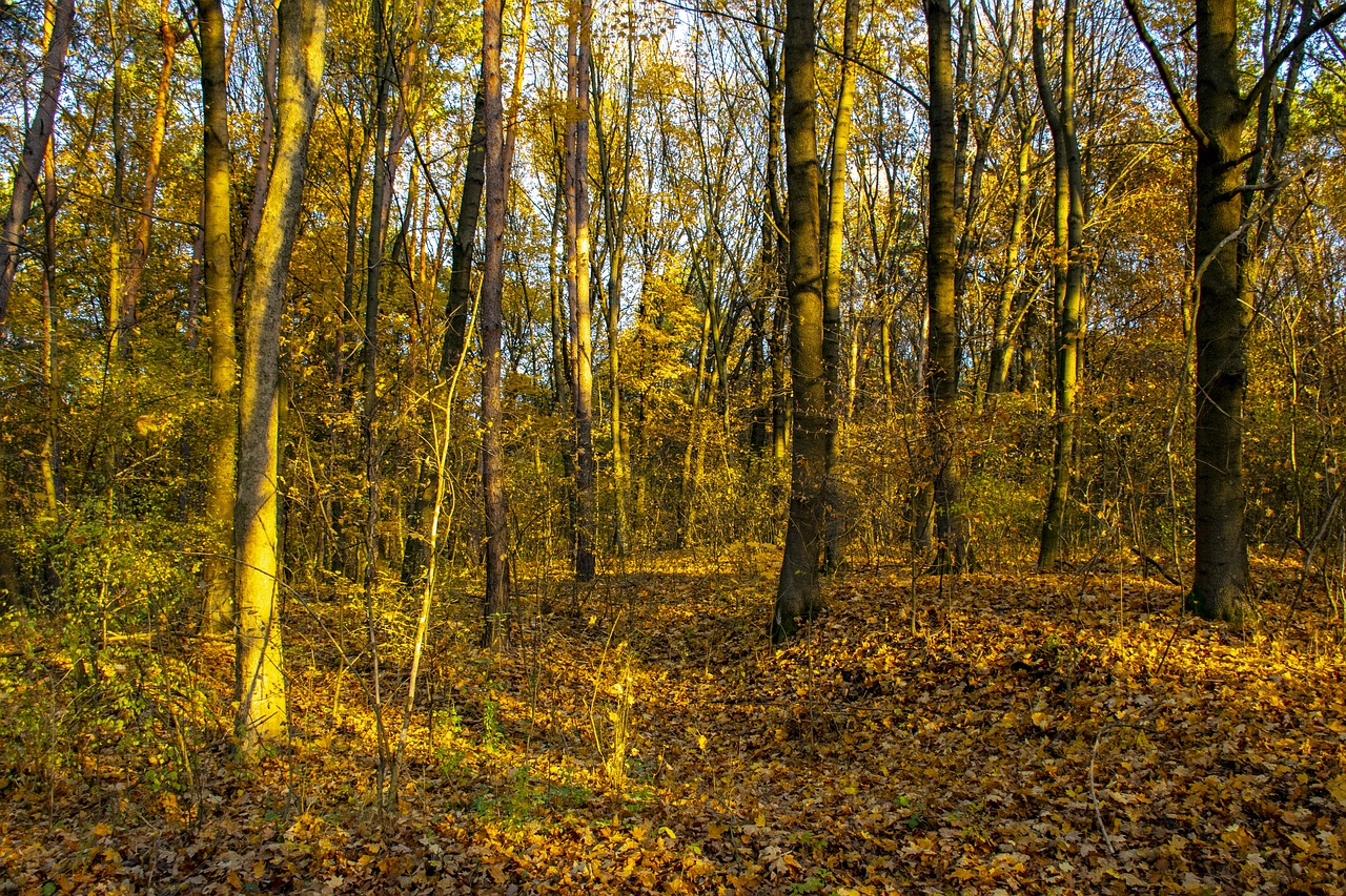 Венгерские леса