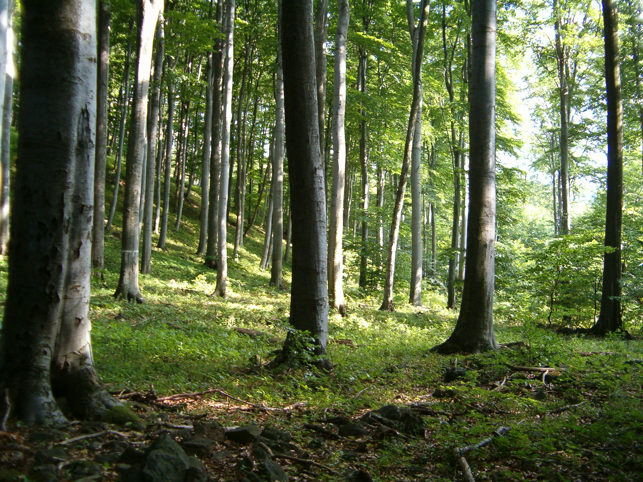 Широколиственные леса бук