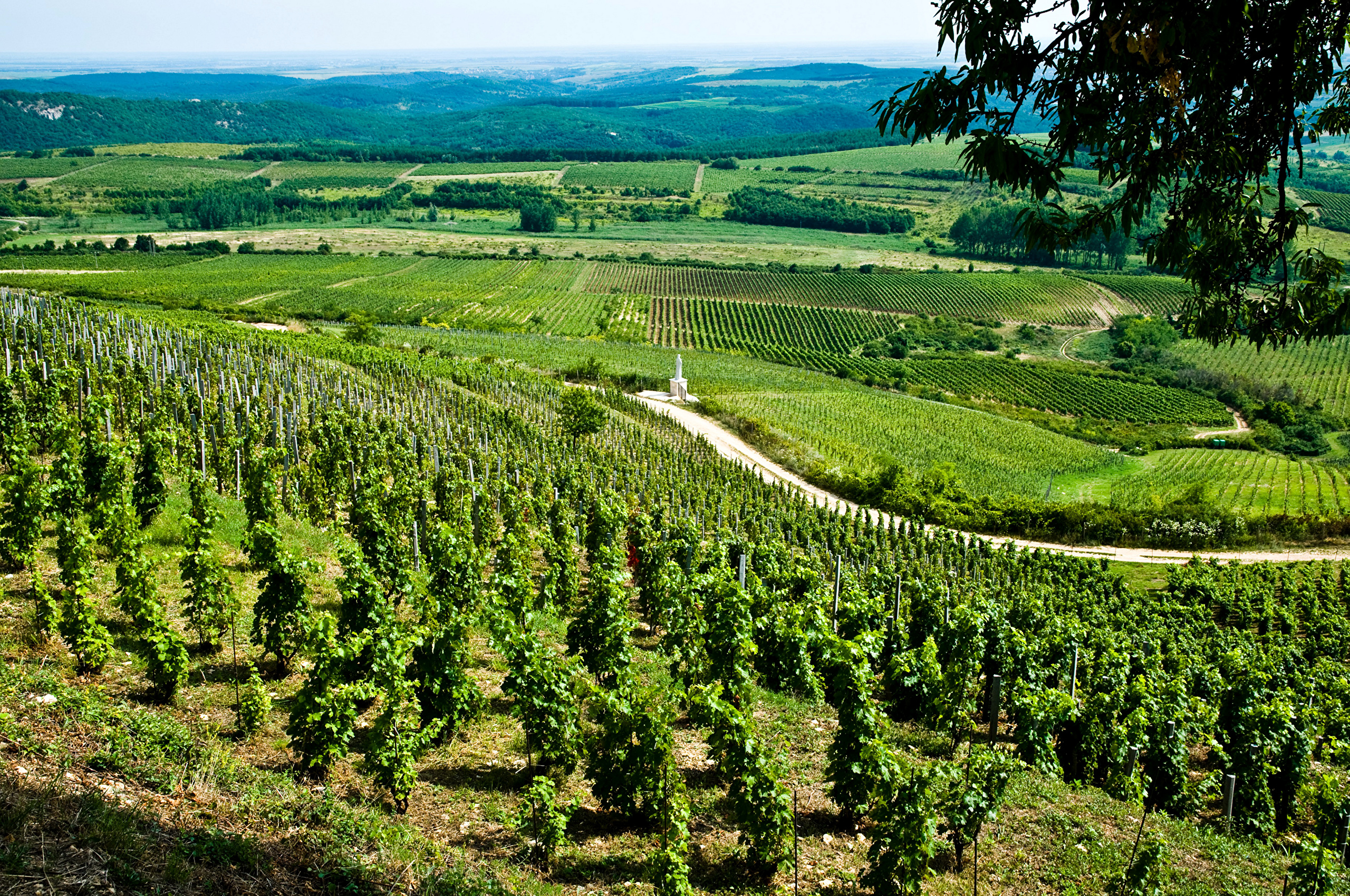 Виноградство в Венгрии