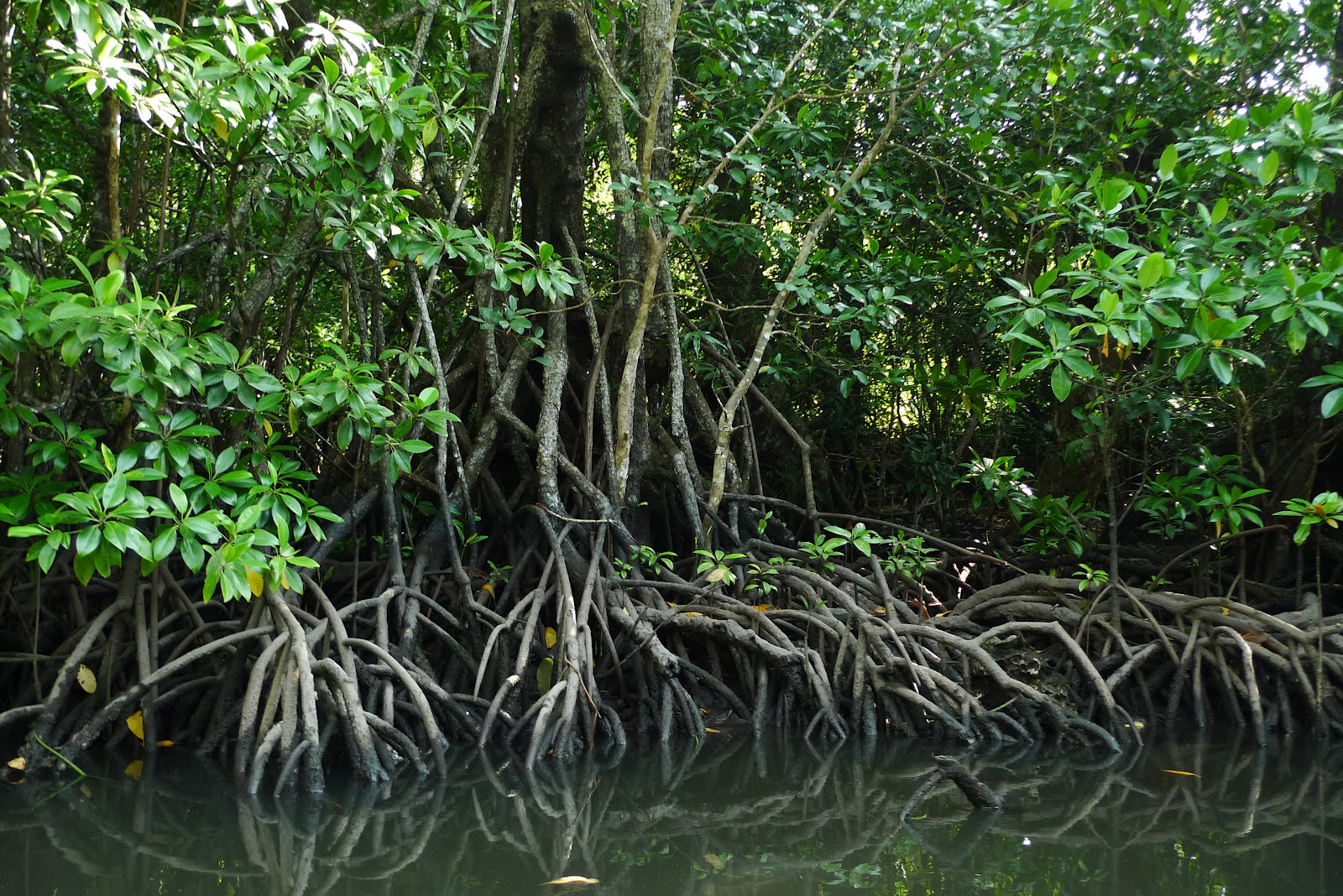 Филиппины мангровый лес