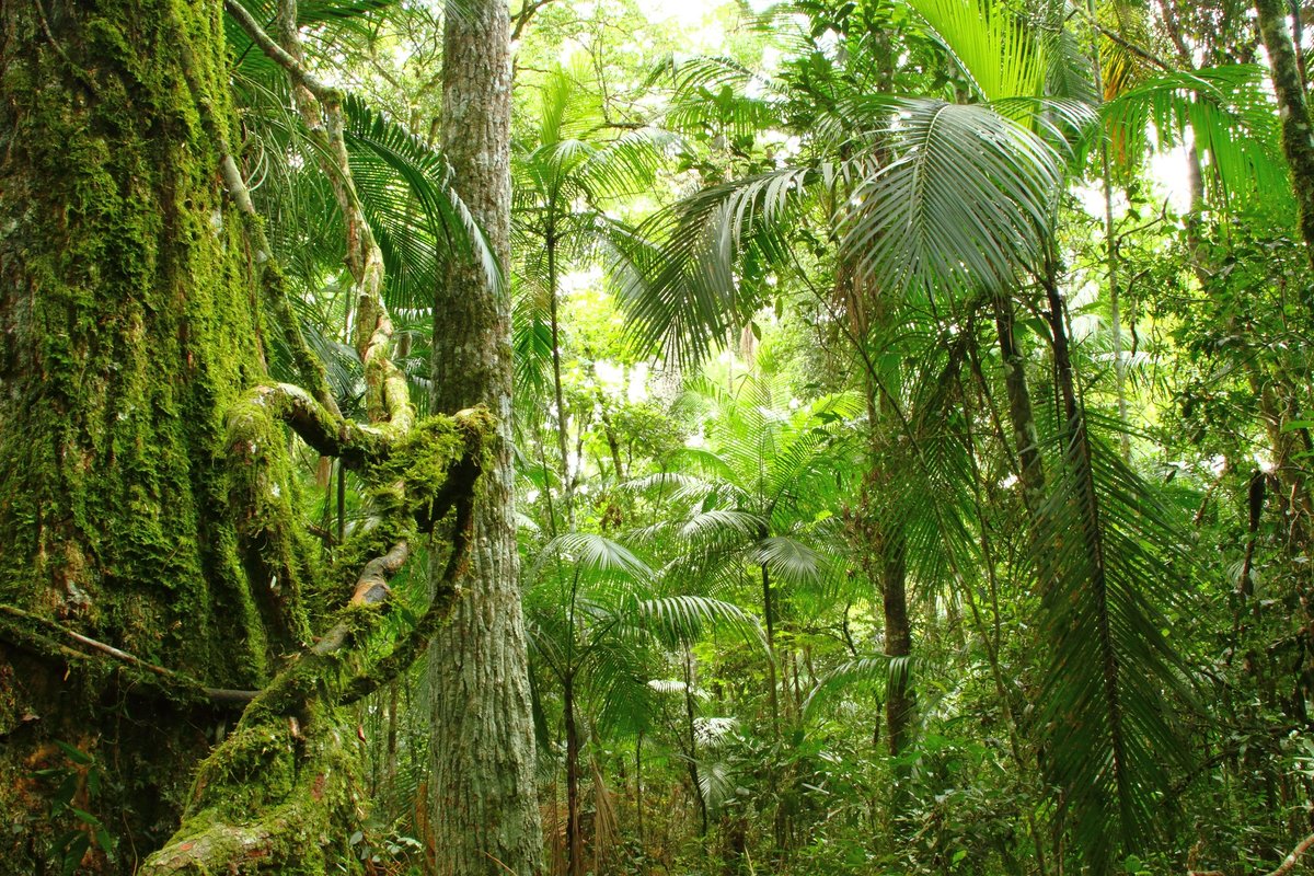 Тропический лес Аргентины