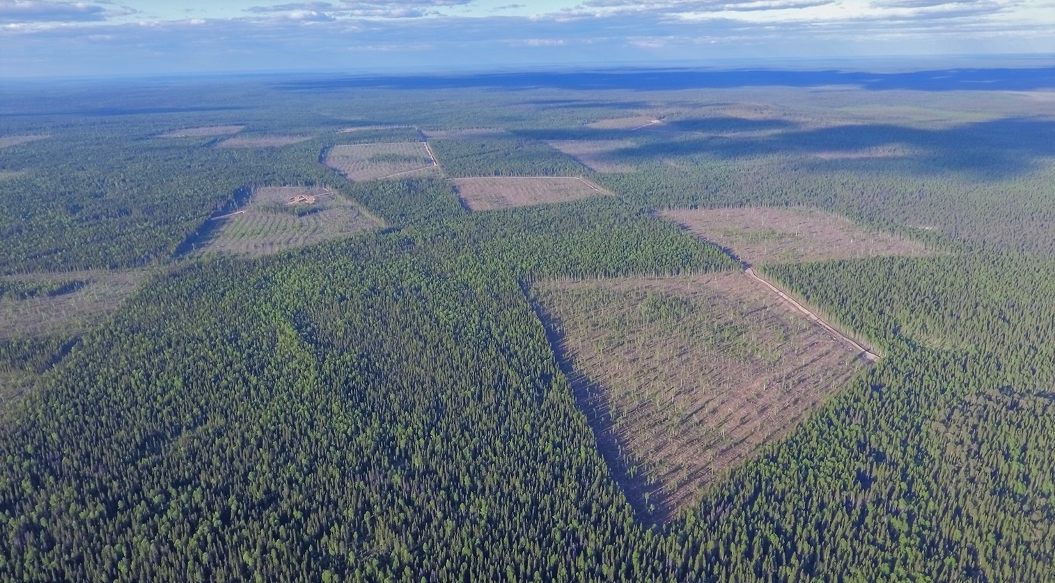 Вырубка лесов в Сибири вид из космоса