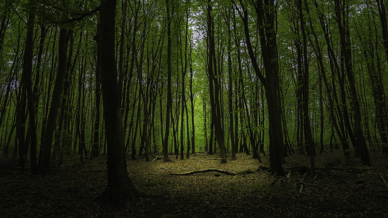 леса франции