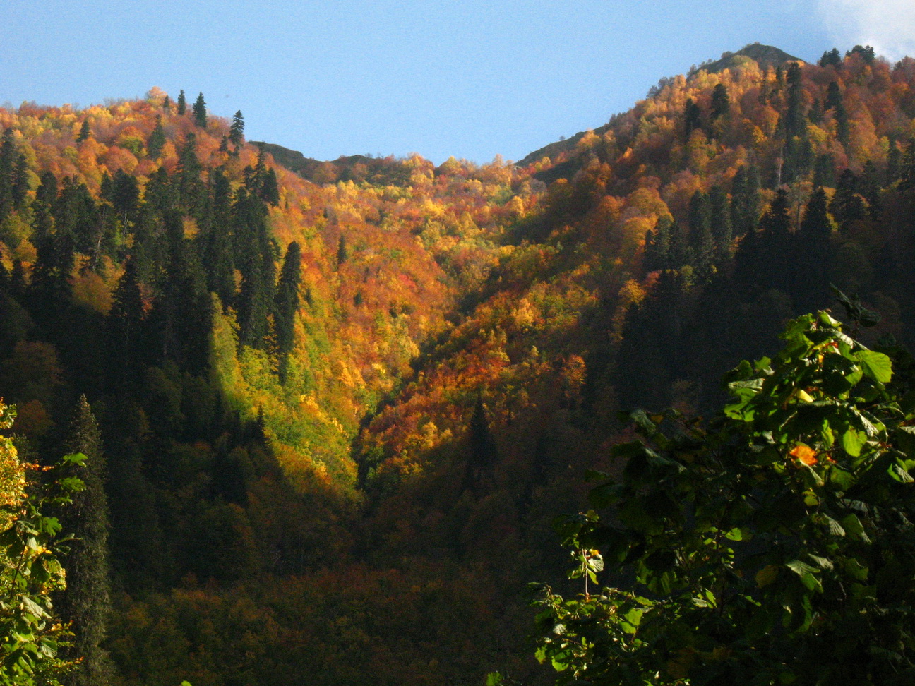 Горы Абхазии лес