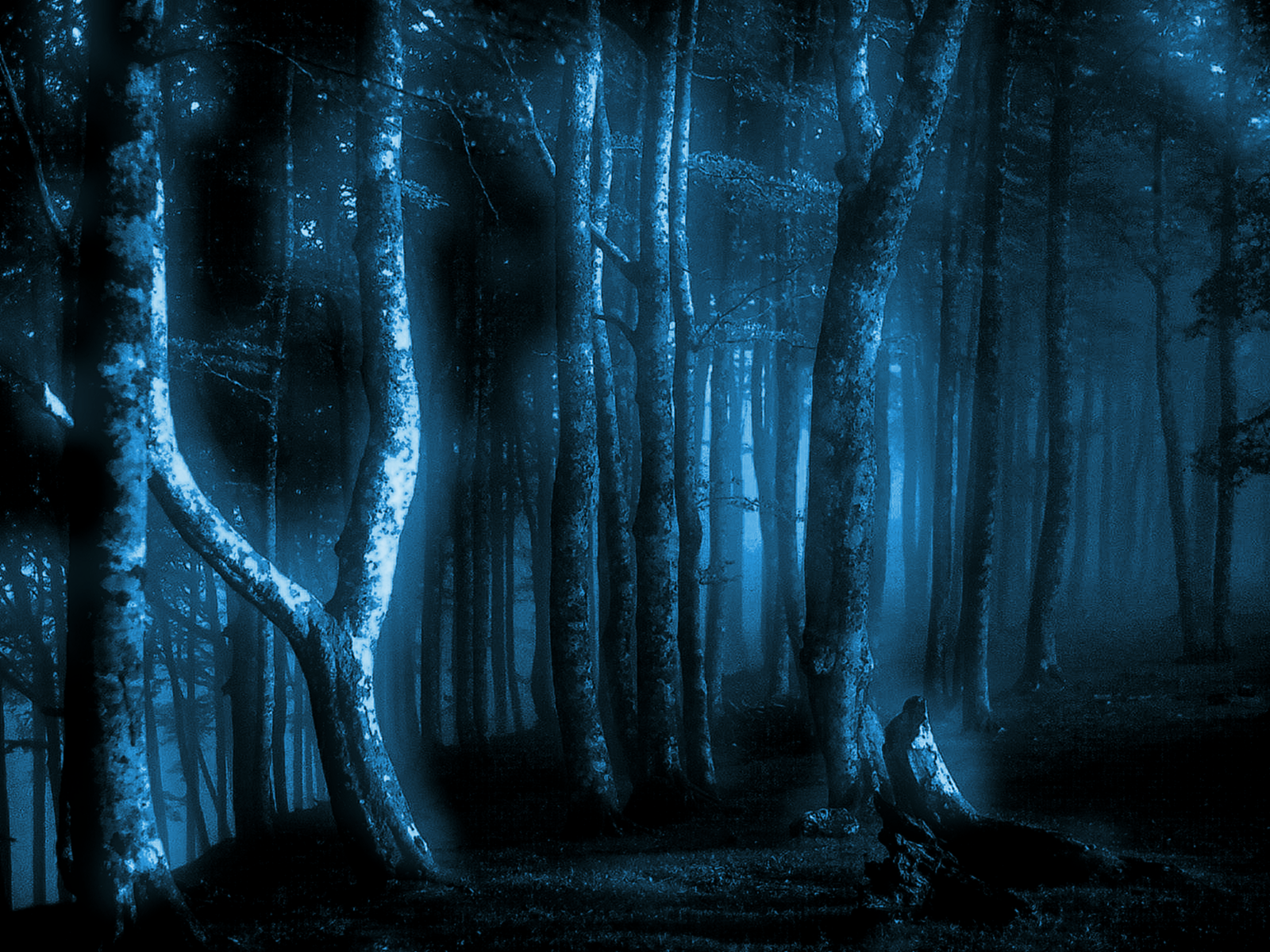 Ночь лес красиво. Ночной лес. Темный лес. «Ночь в лесу». Синий лес.