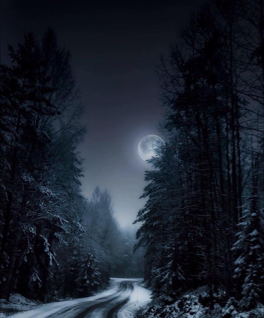 Ночь лес красиво. Ночной лес. «Ночь в лесу». Зимний ночной пейзаж. Лунная ночь в лесу.