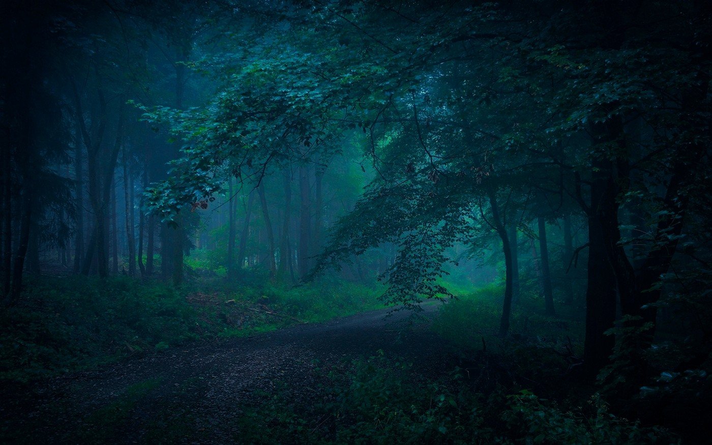 Фото леса в хорошем качестве ночью