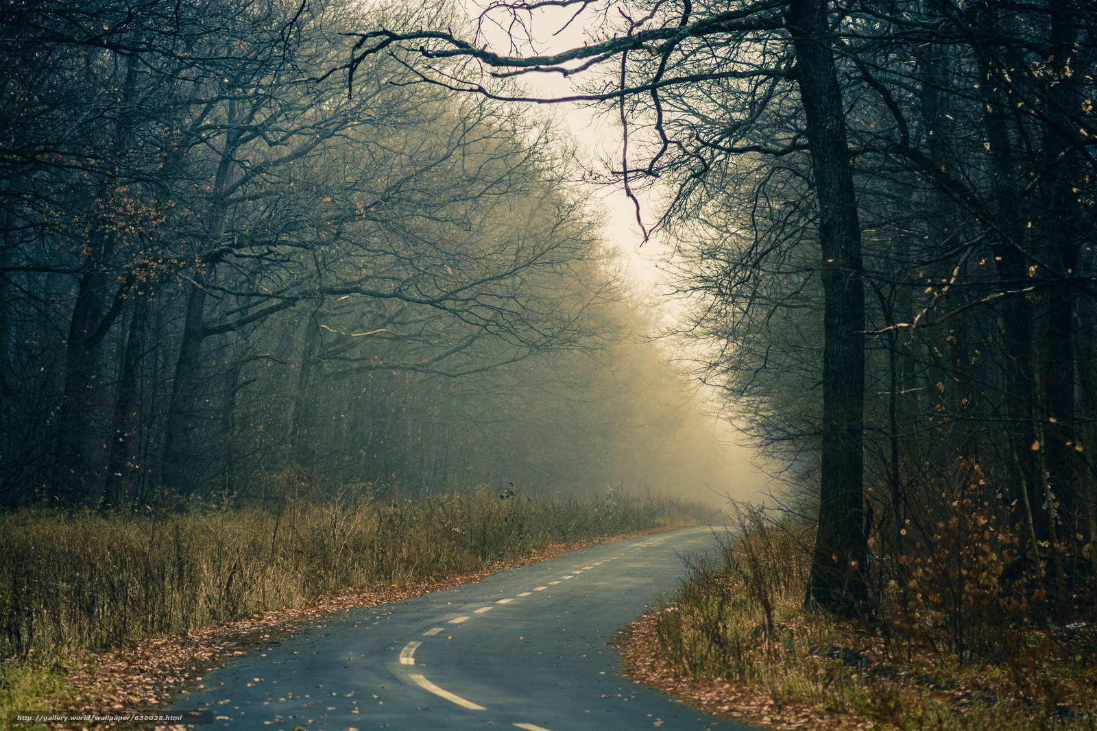 Лесная дорога в тумане