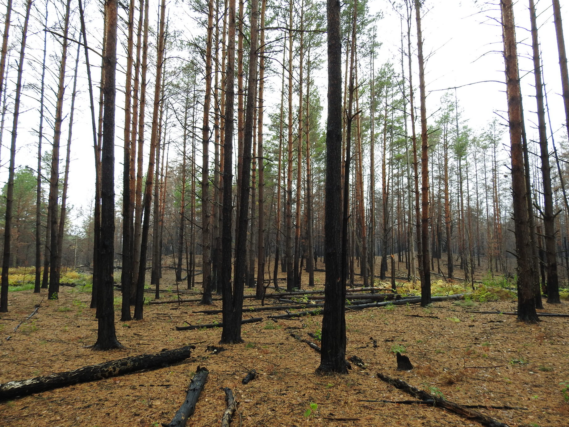 Горелый лес Ульяновск