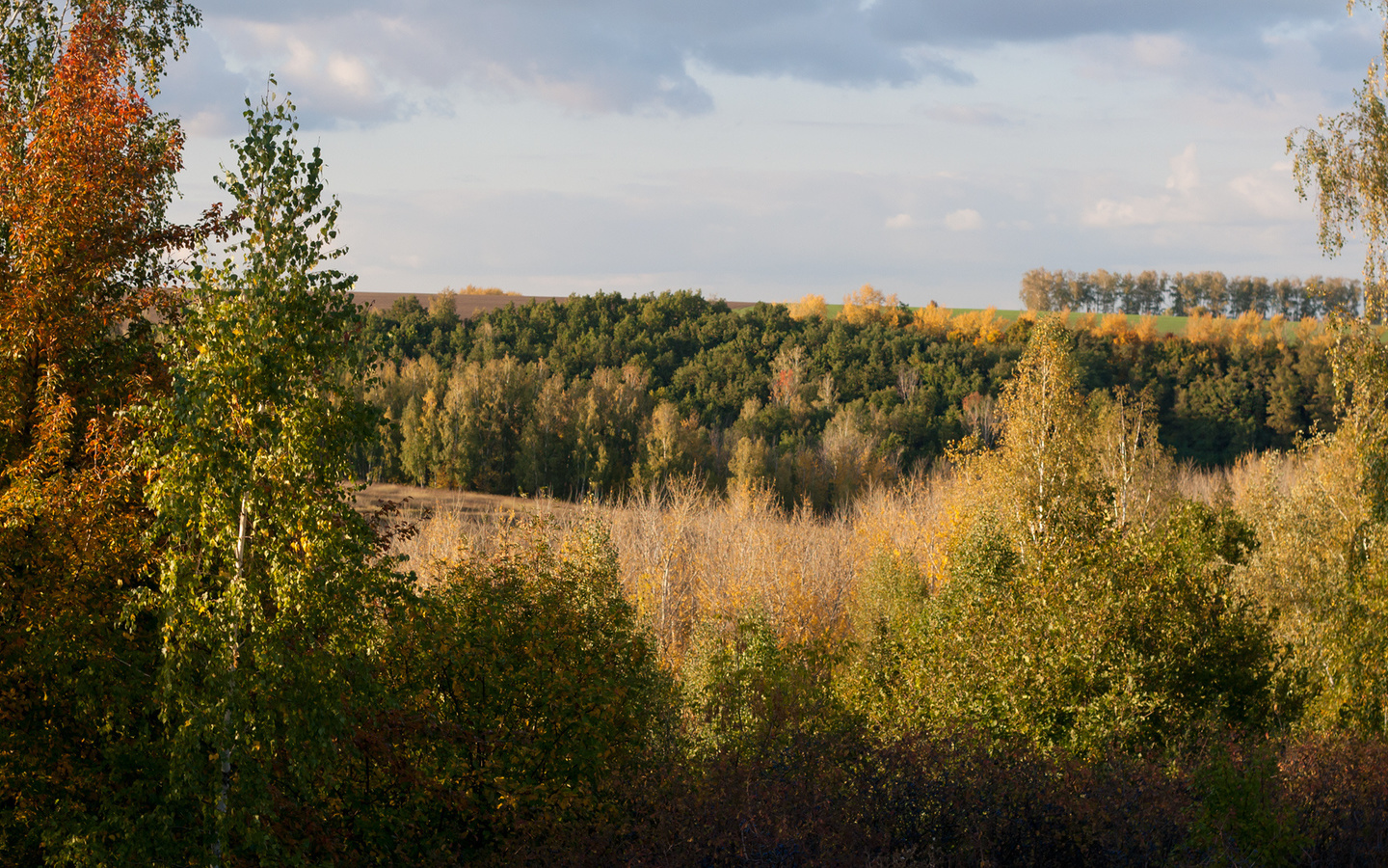 Осенний лес Курская область